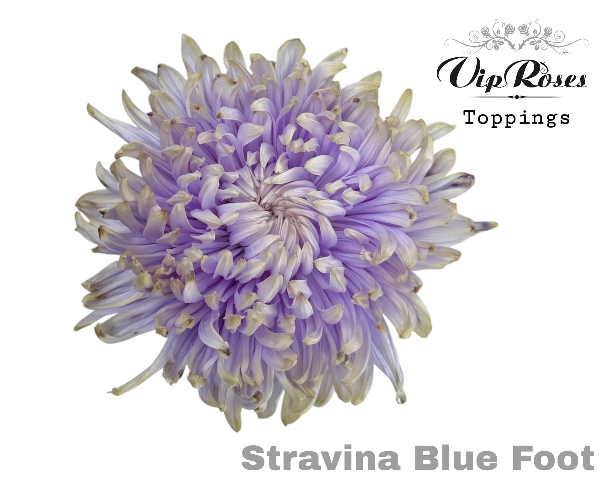 Chr G Stravina Blue Foot 65 cm