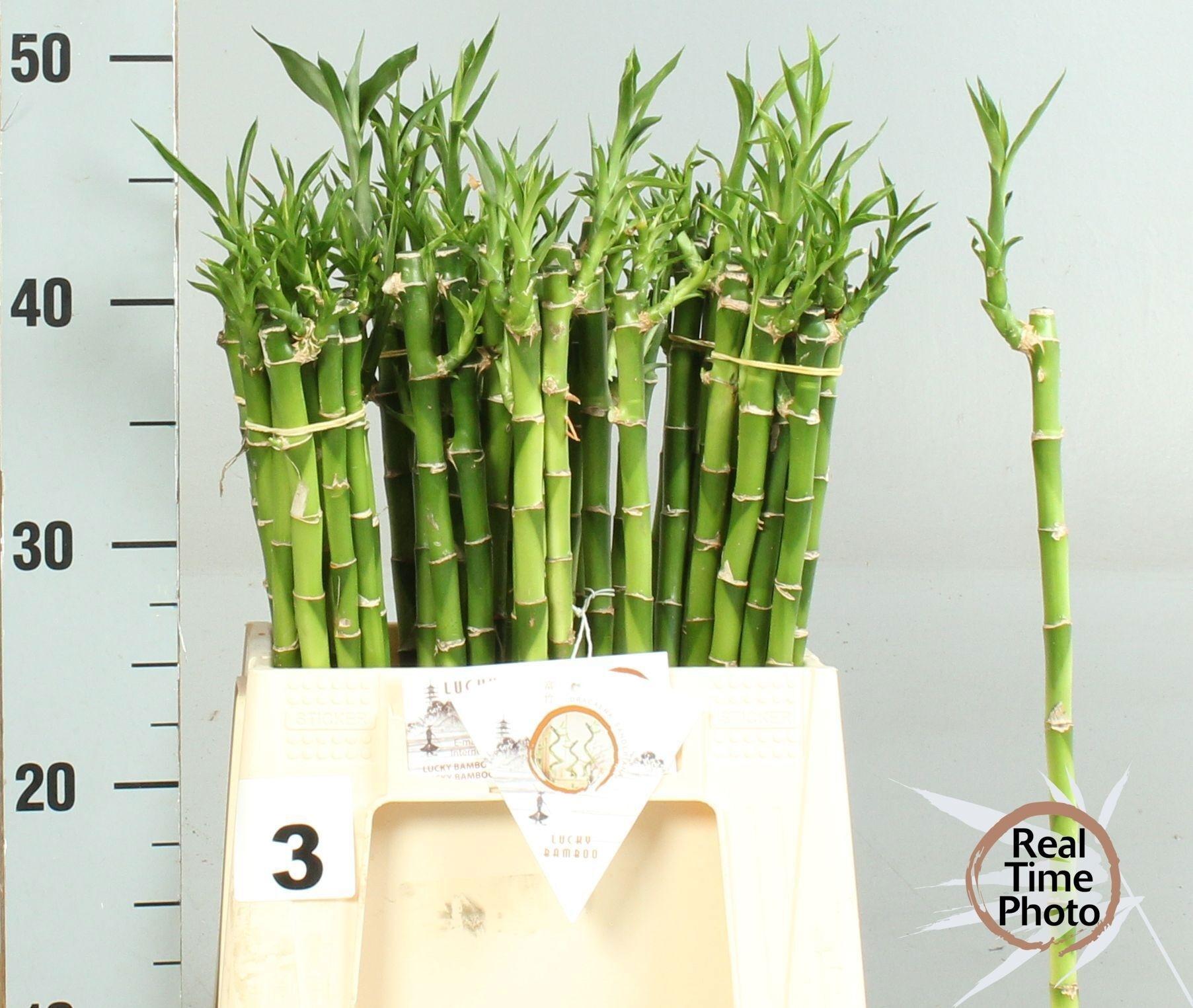 Drac Bamboo Recht 40 Cm