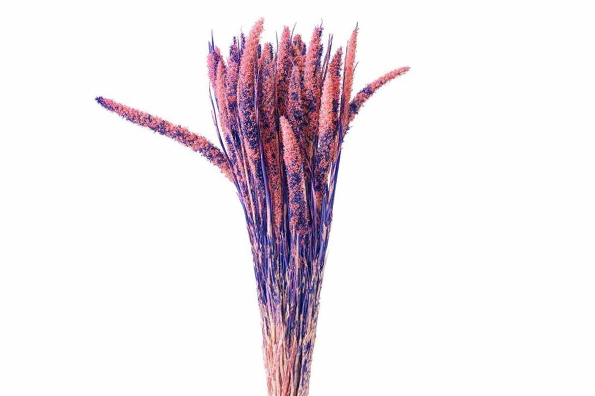 Dried Artz Setaria Da Vinci Bunch