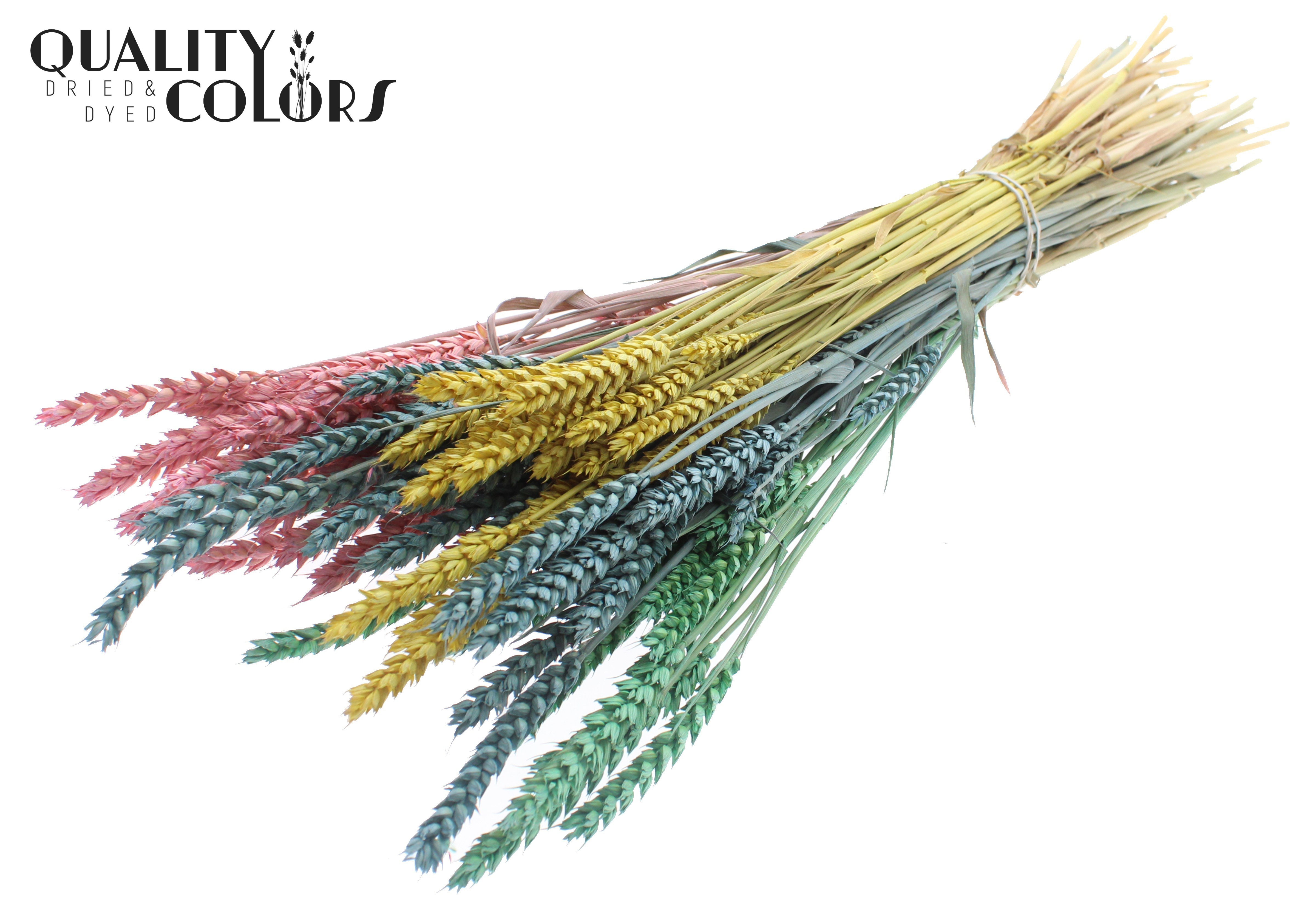Triticum Pastel Prism Per Bunch 60cm