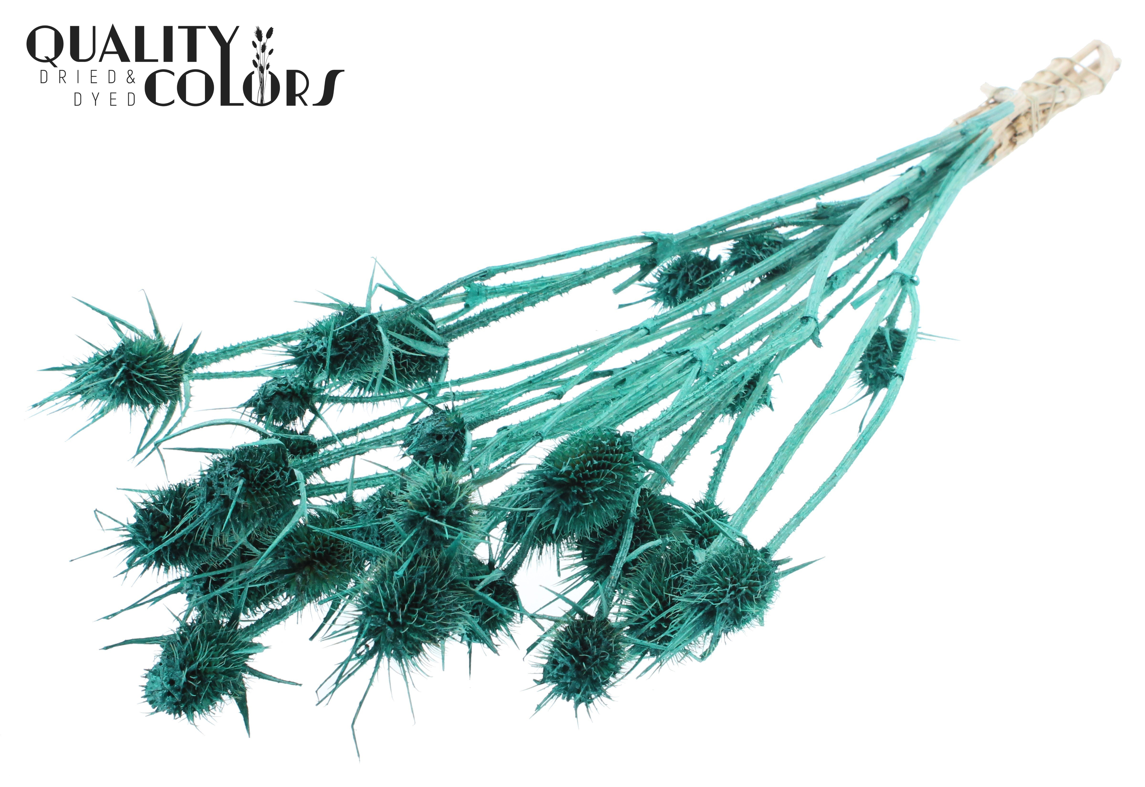 Eryngium Pearl Turquoise Per Bunch 55cm