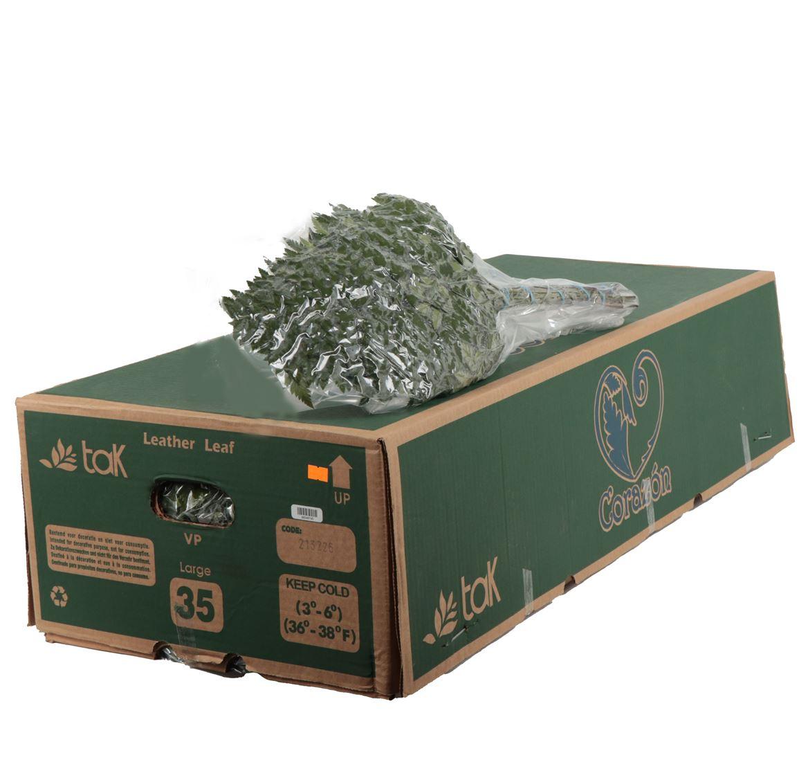 Lederv. Large Vacuum