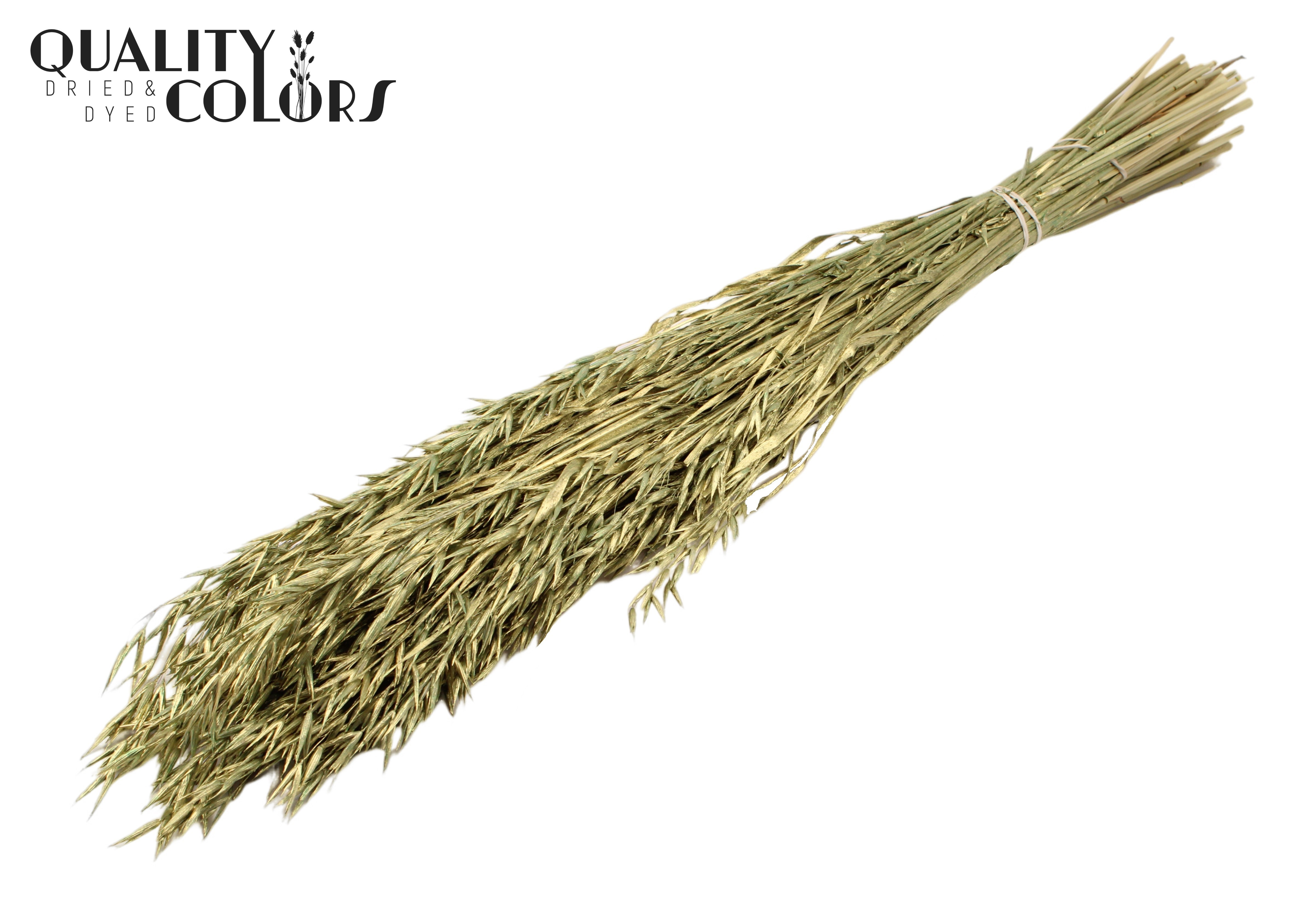 Avena Antique Green Per Bunch 60cm