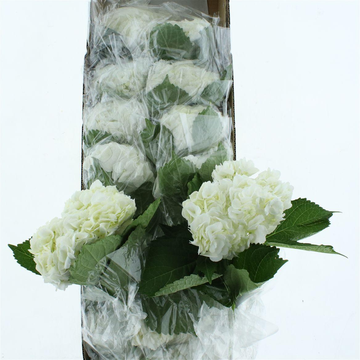 Hydr M White Jumbo