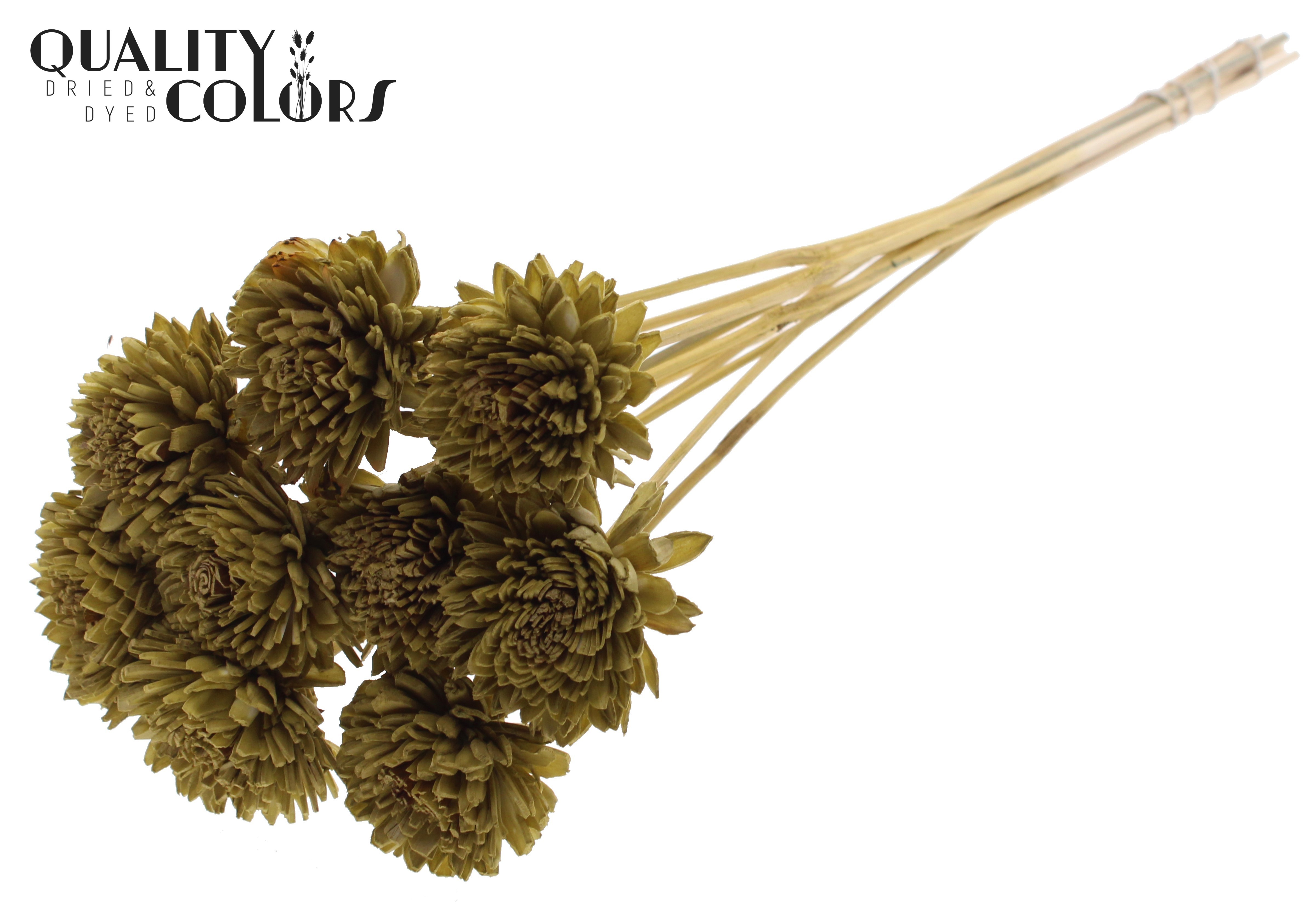 Shola Zinia Olive 50cm