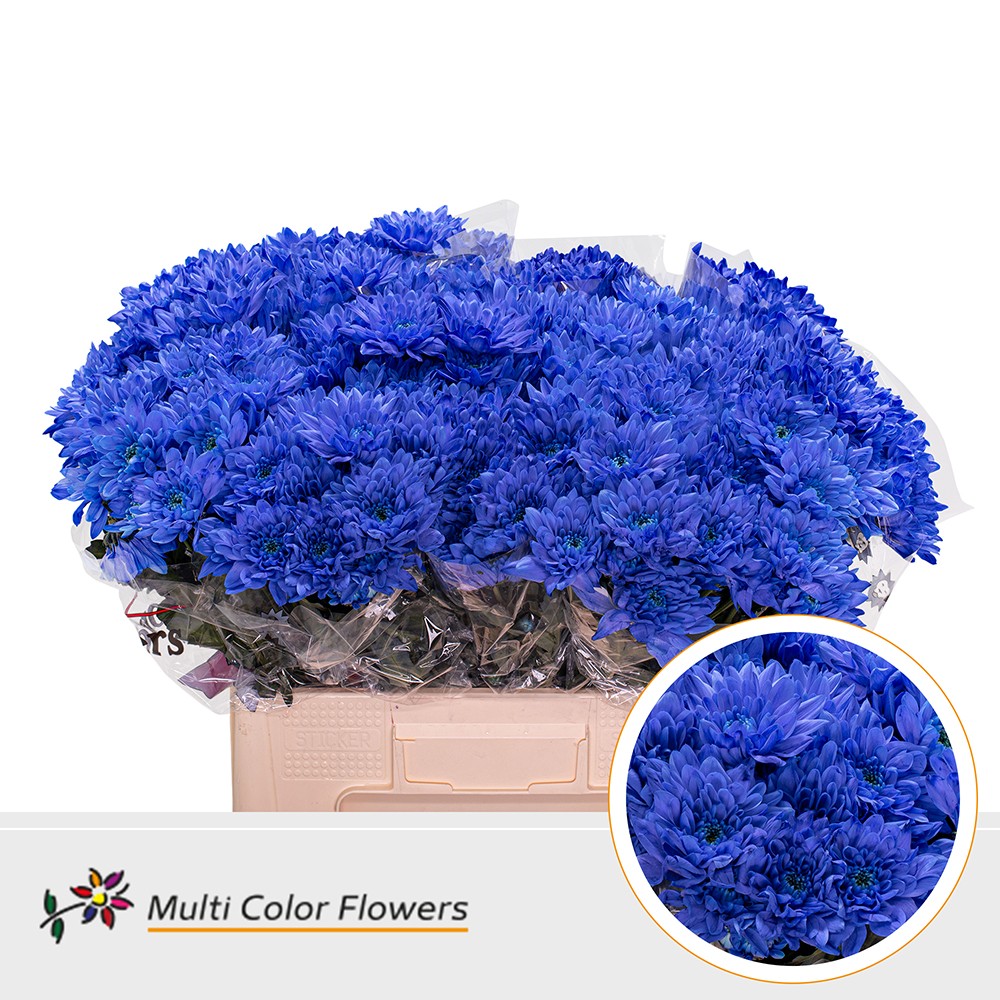 Chrysanth Spray Painted Baltica Dark Blue 60cm