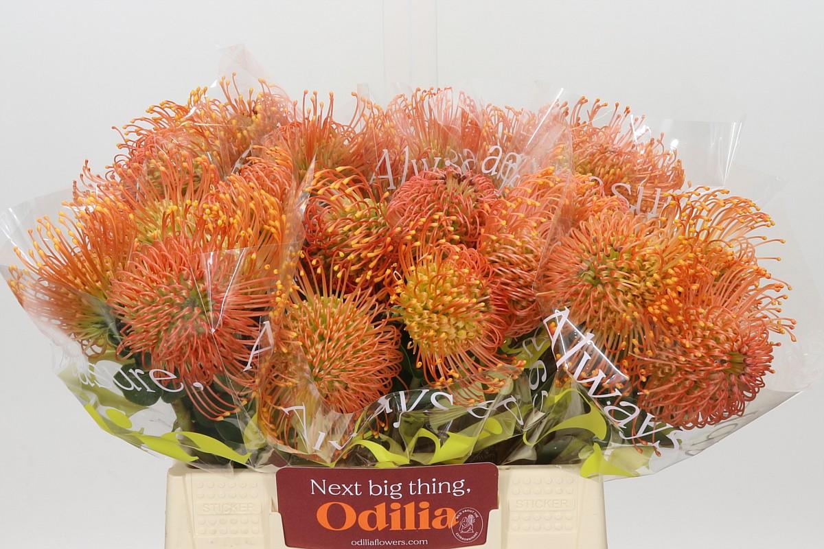 Nutans Cordifolium