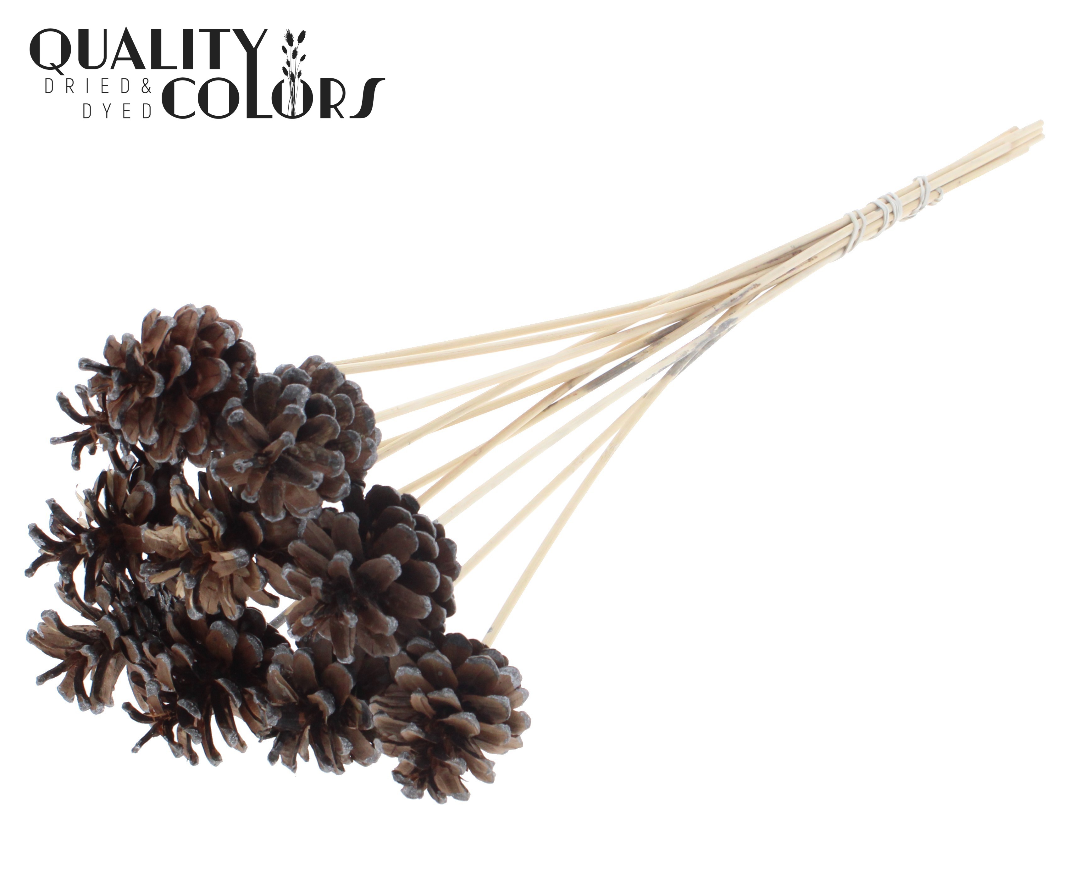 Pine Cone Metallic Graphite Tipped 50cm