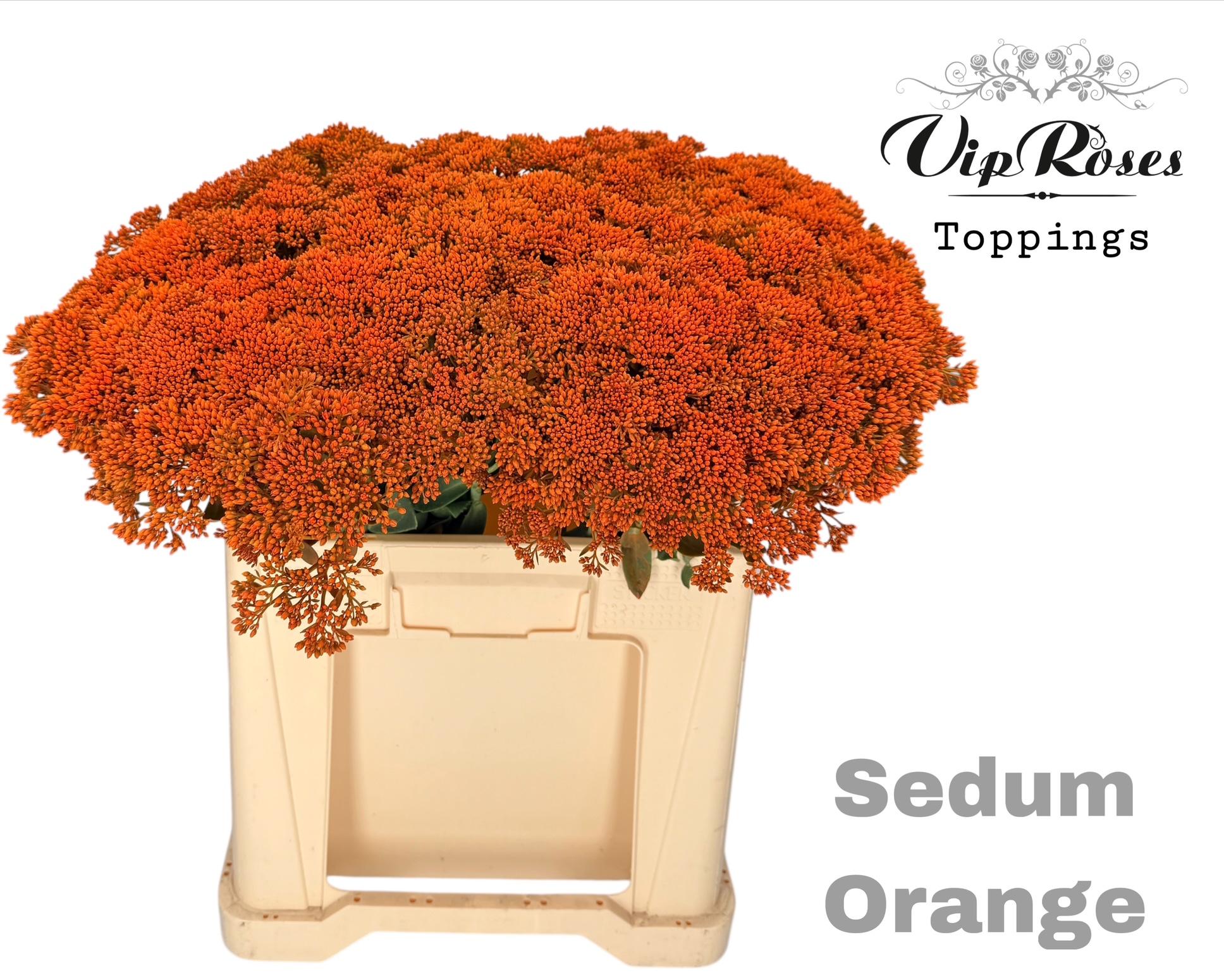 Sedum Orange 55 cm