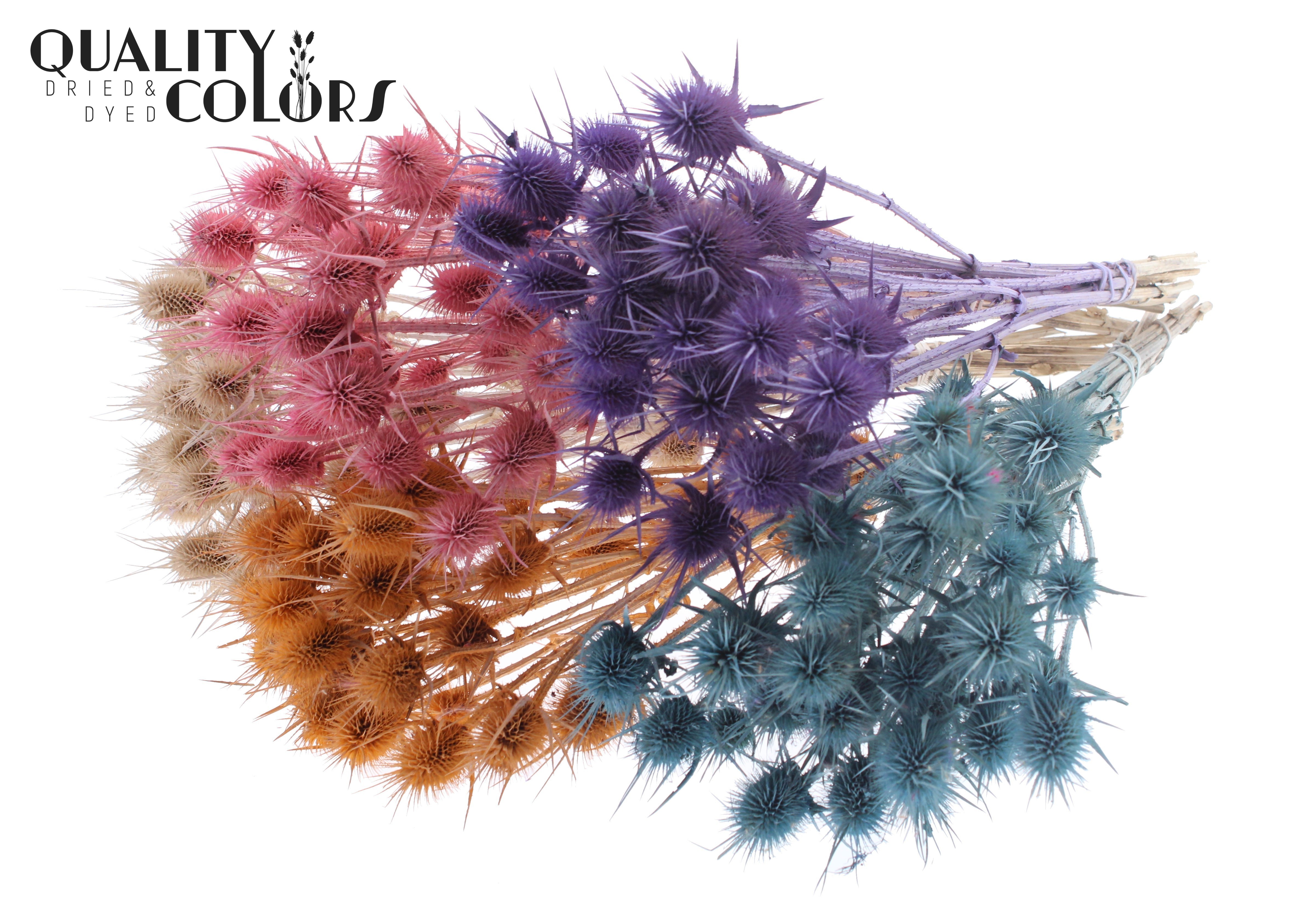 Eryngium Frosted Mix Per Bunch 55cm