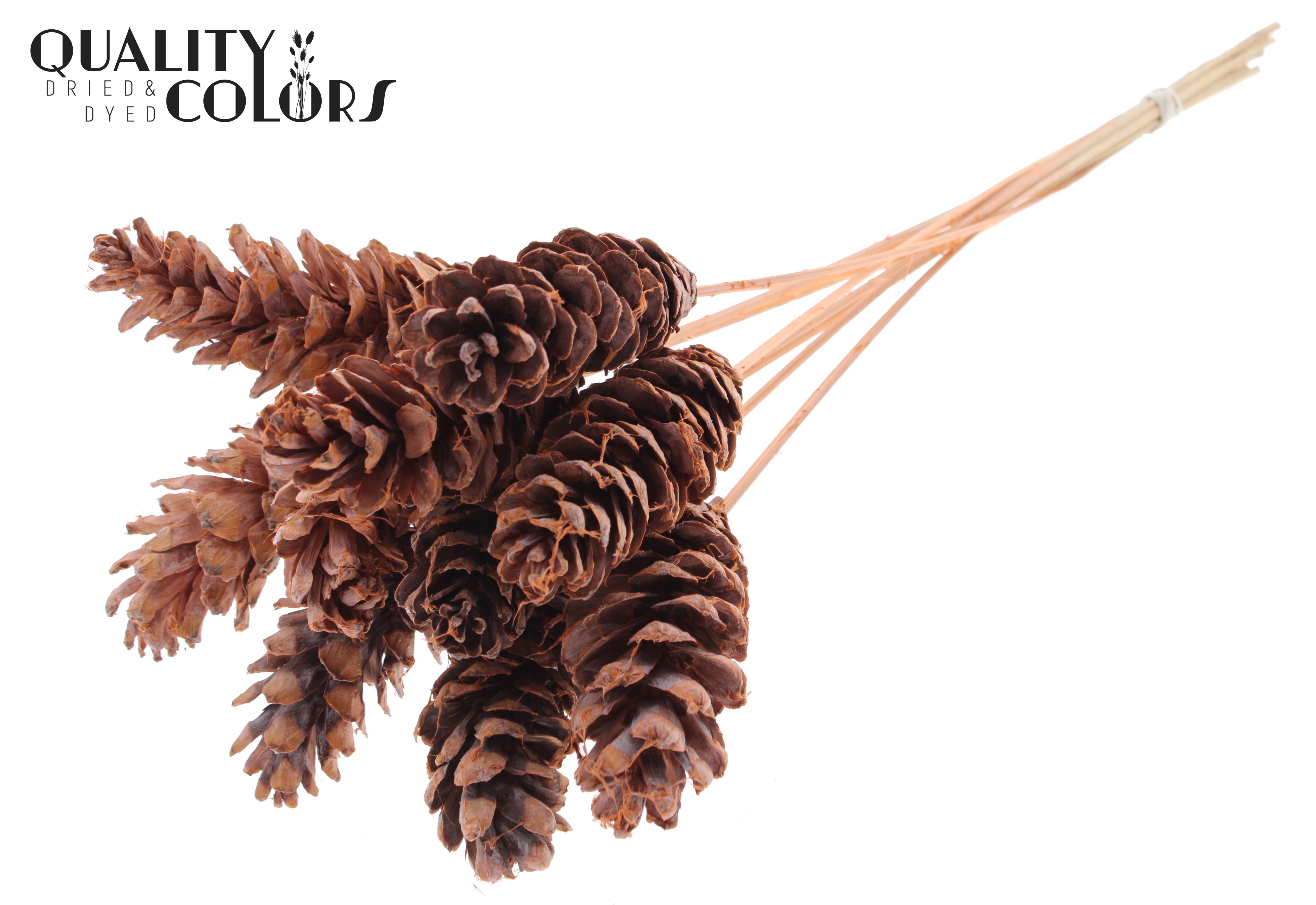 Pinus Strobus Frosted Salmon 50cm