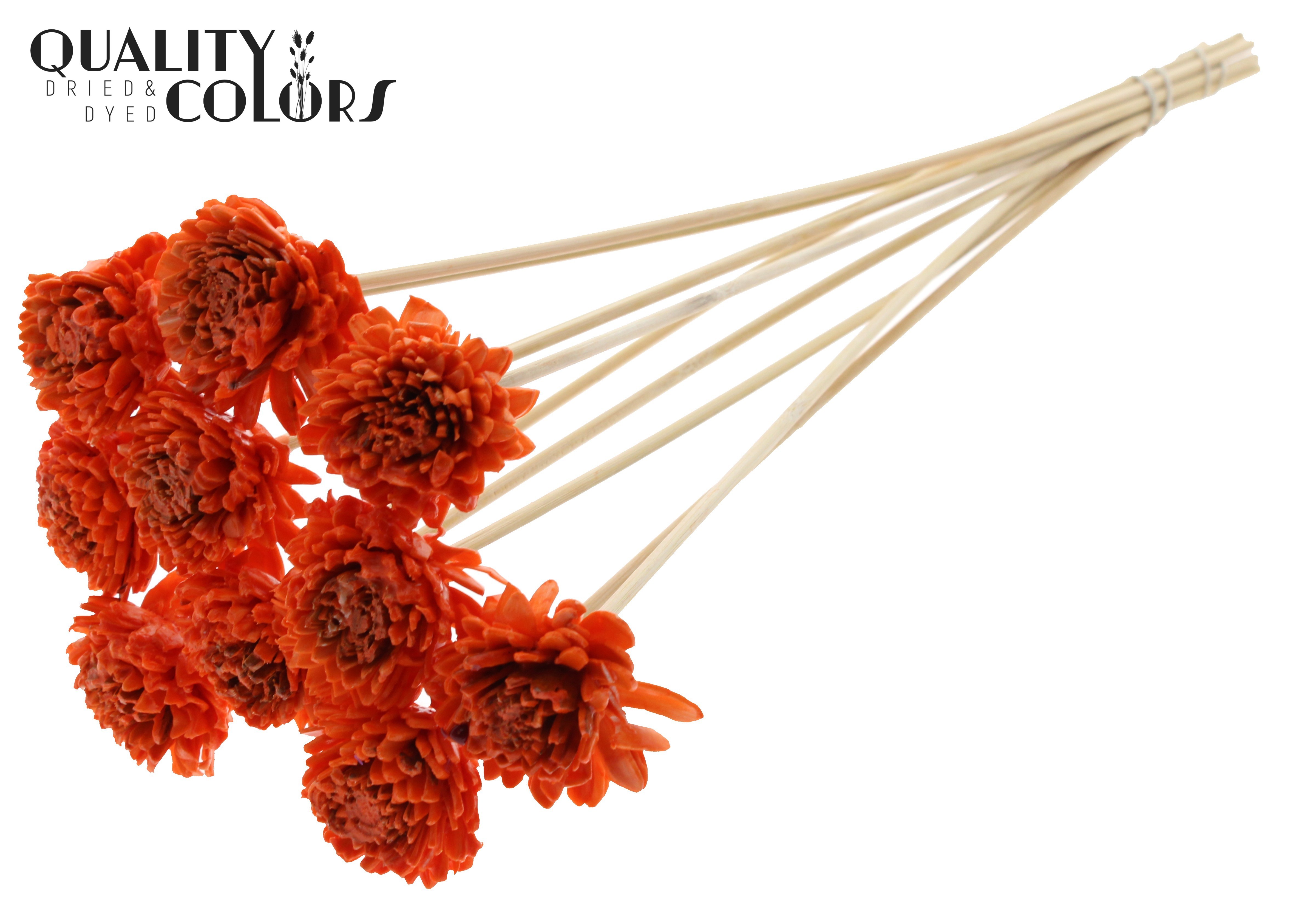 Shola Zinia Wax Orange 50cm