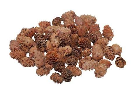 Pinecone Baby Spruce 2-3cm