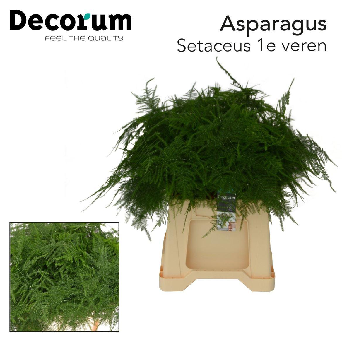Asparagus Set 1e Veren