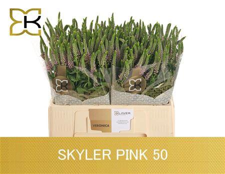 Veron L Skyler Pink