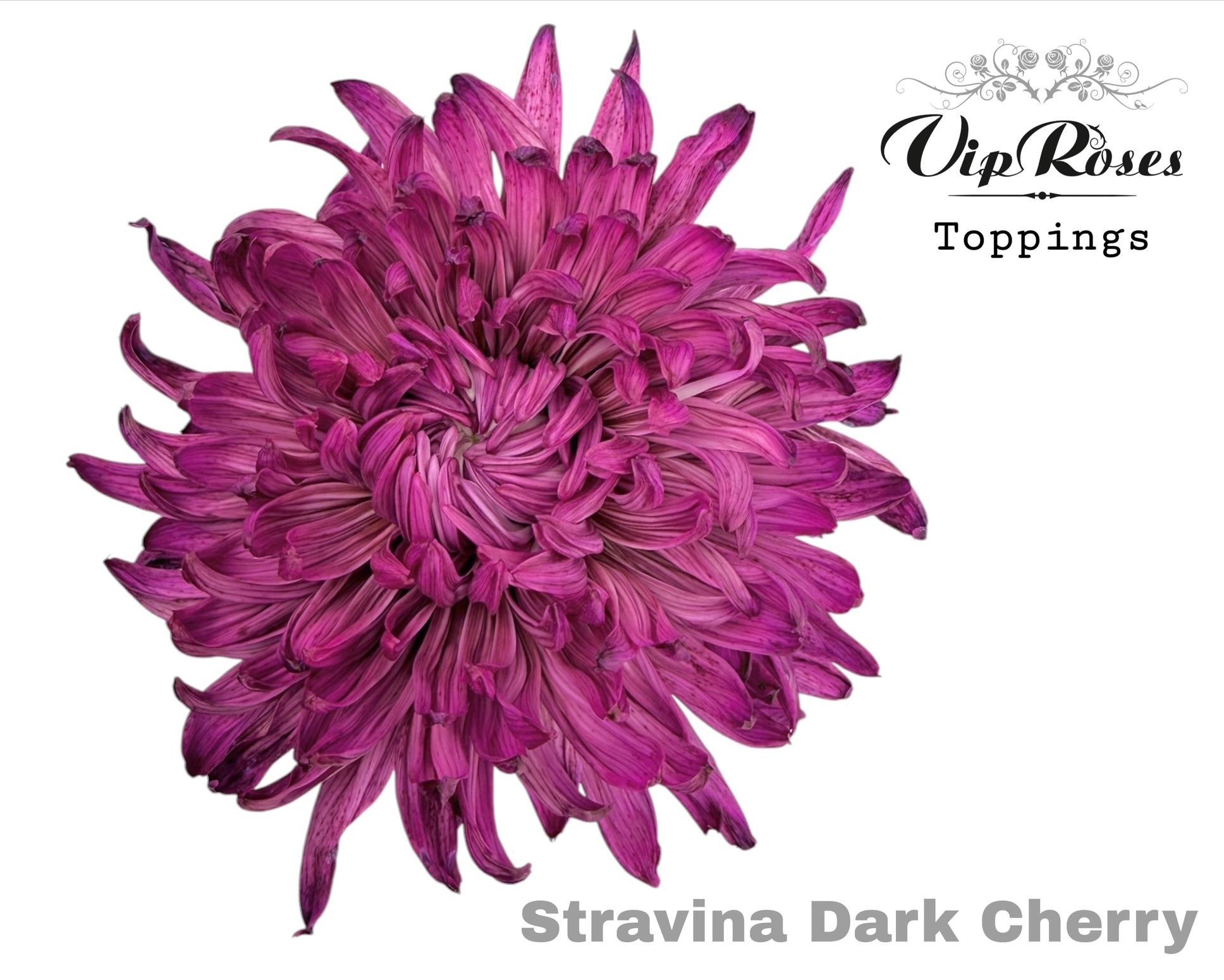 Chr G Stravina Dark Cherry 65 cm