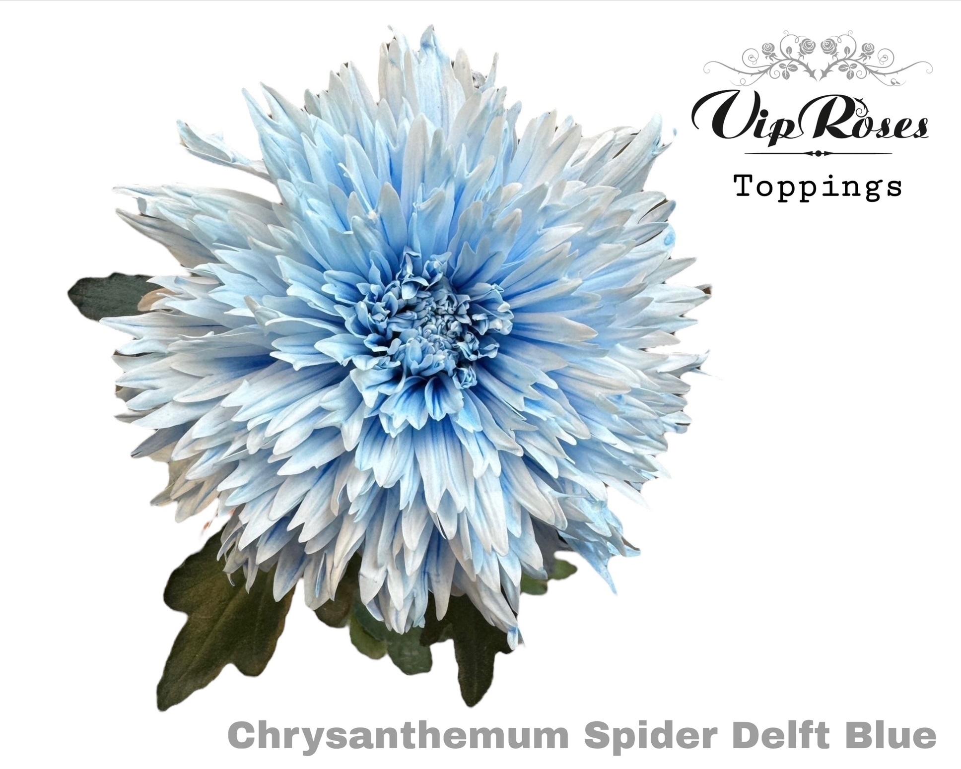 Chr G Spider Delft Blue 70 cm
