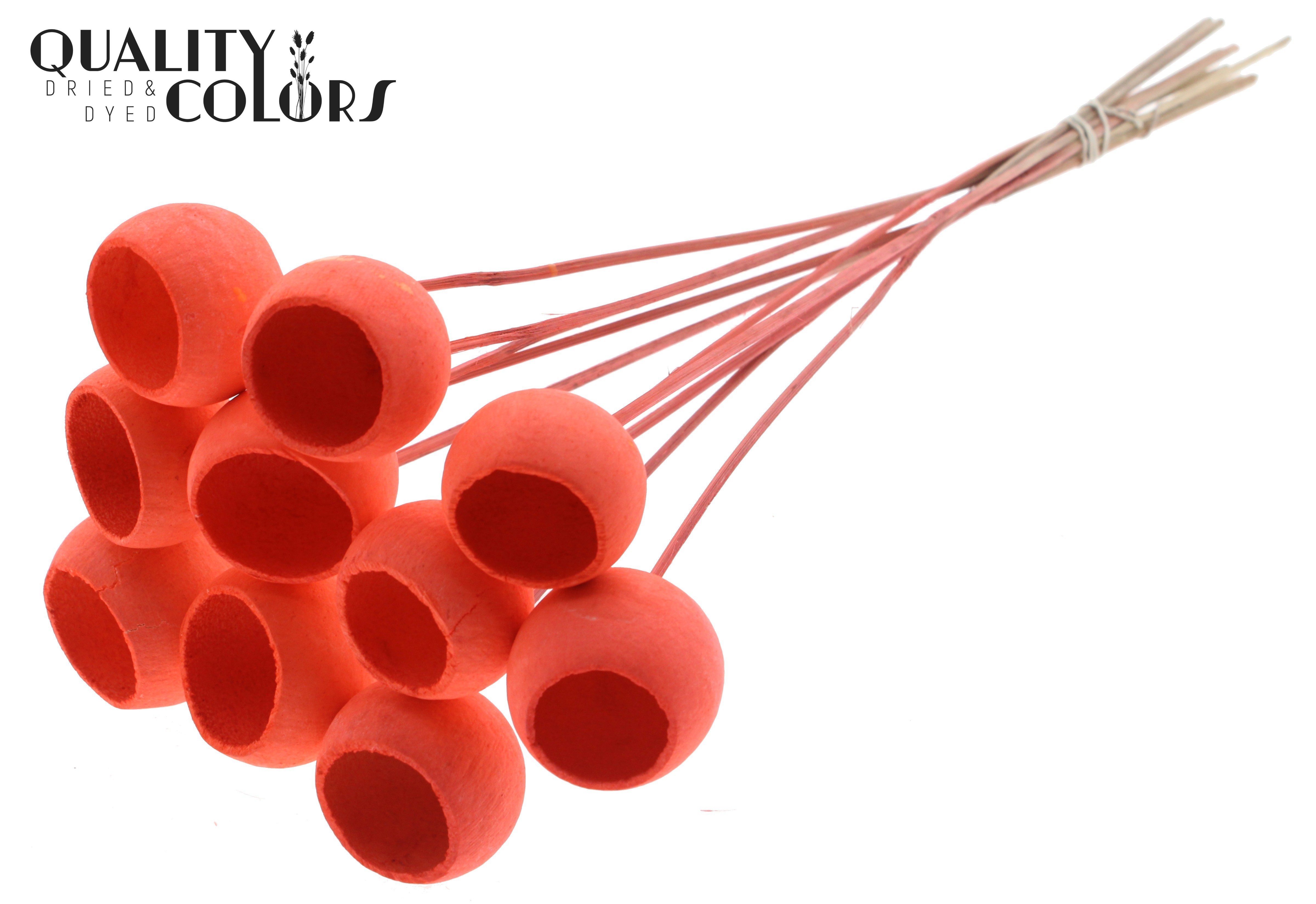 Bell Cup Intense Coral 50cm