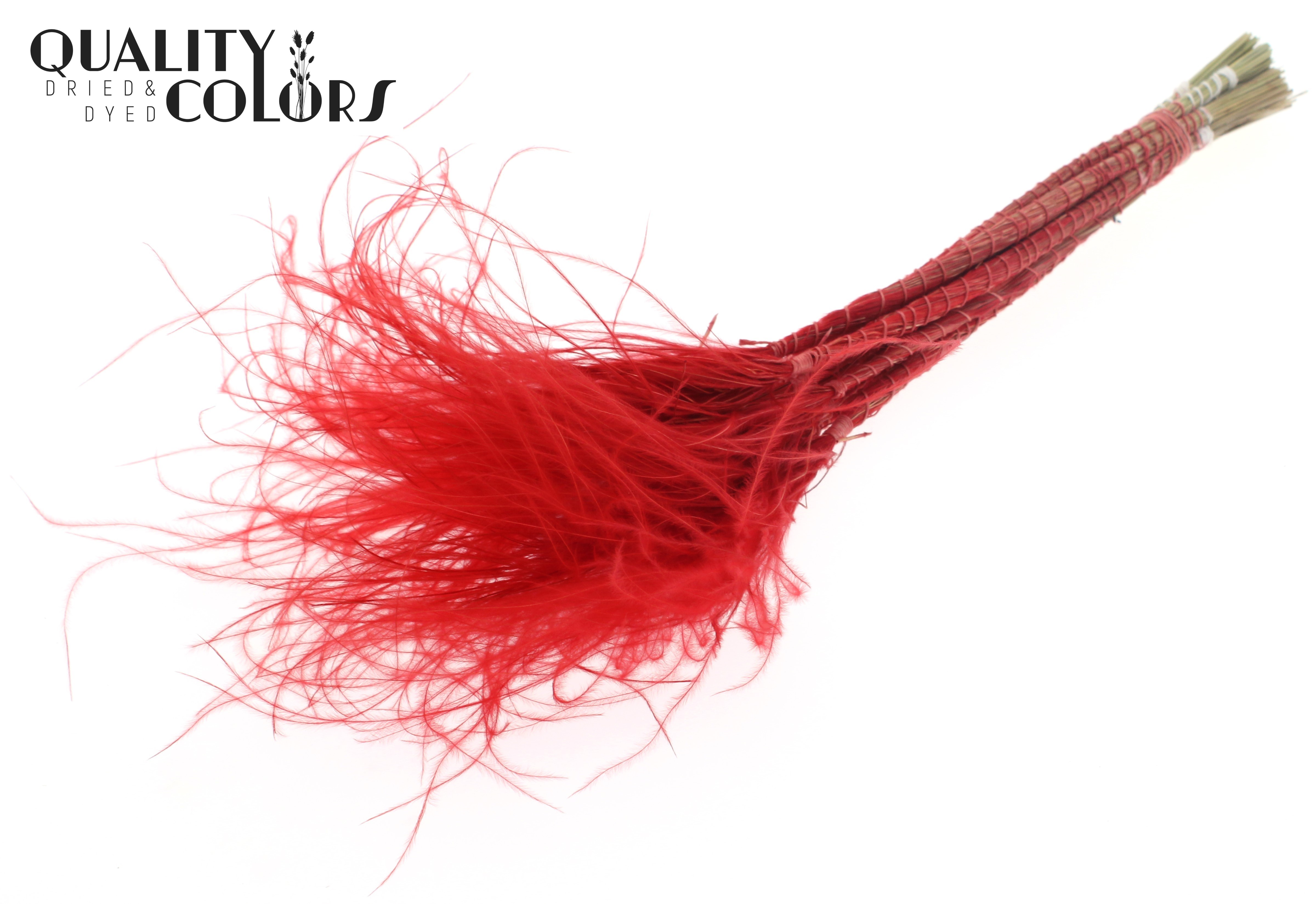 Stypha Red Per Bunch 60cm