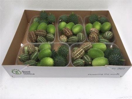 Sier Cucumis Mix X5