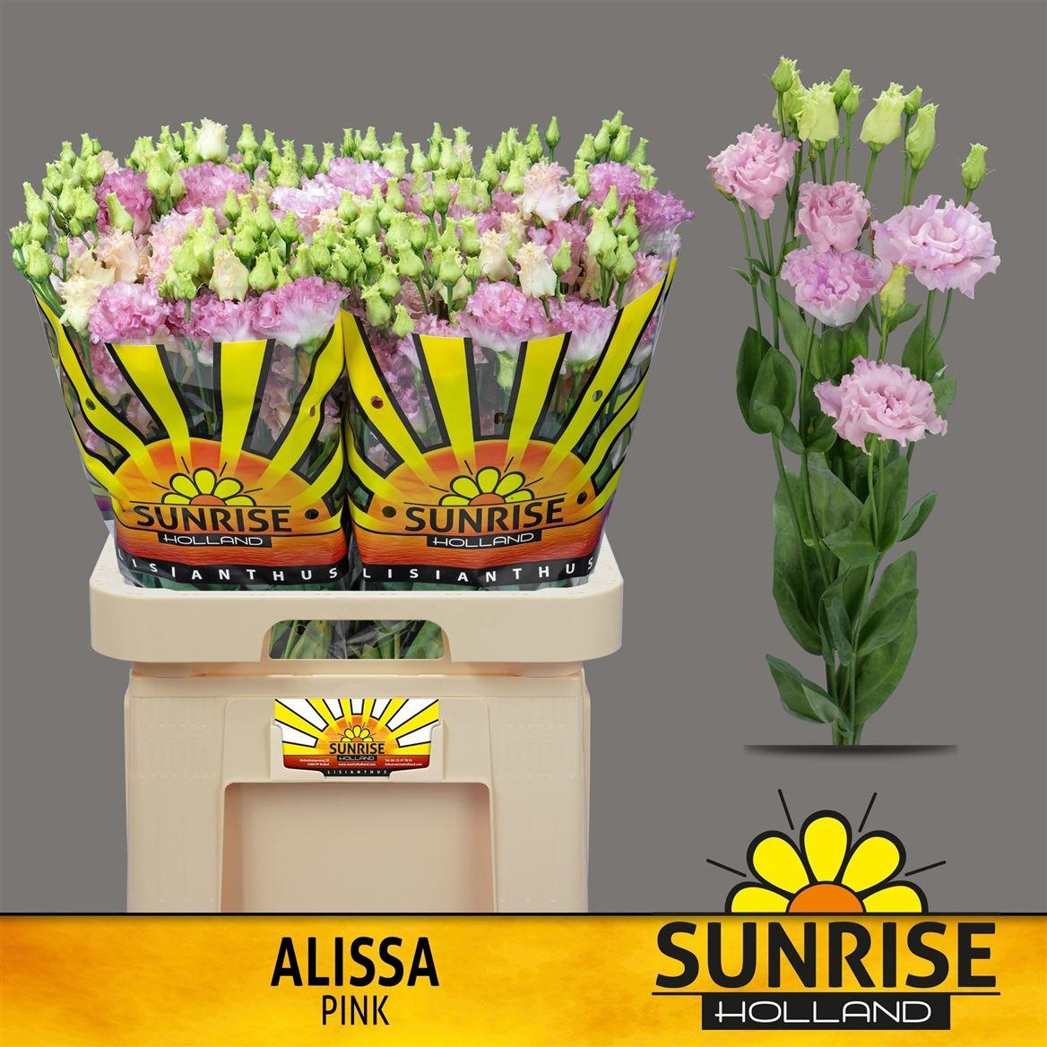 Eus G Alissa Pink
