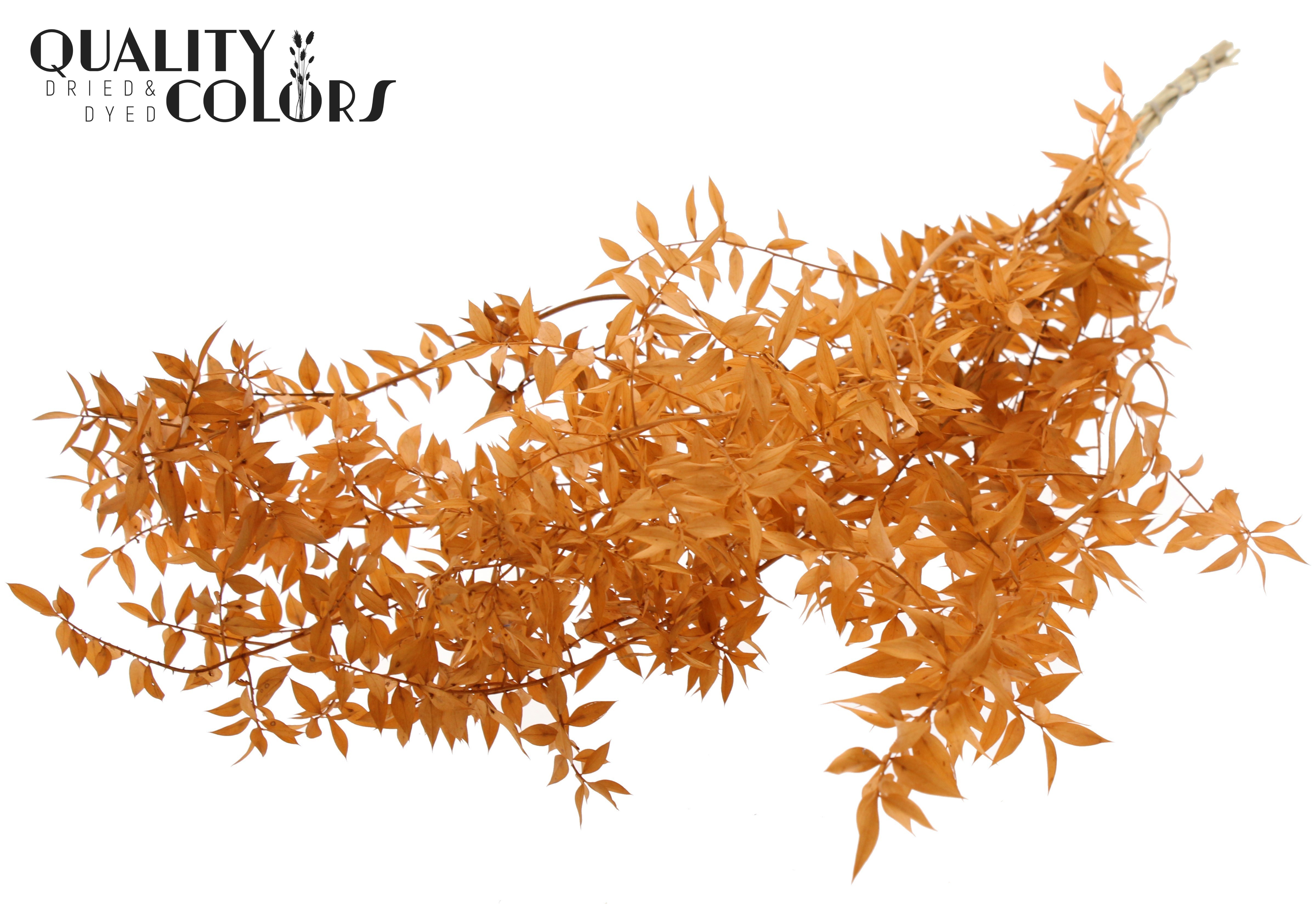 Ruscus Aculeatus Preserved Salmon Per Bunch 70cm 1st