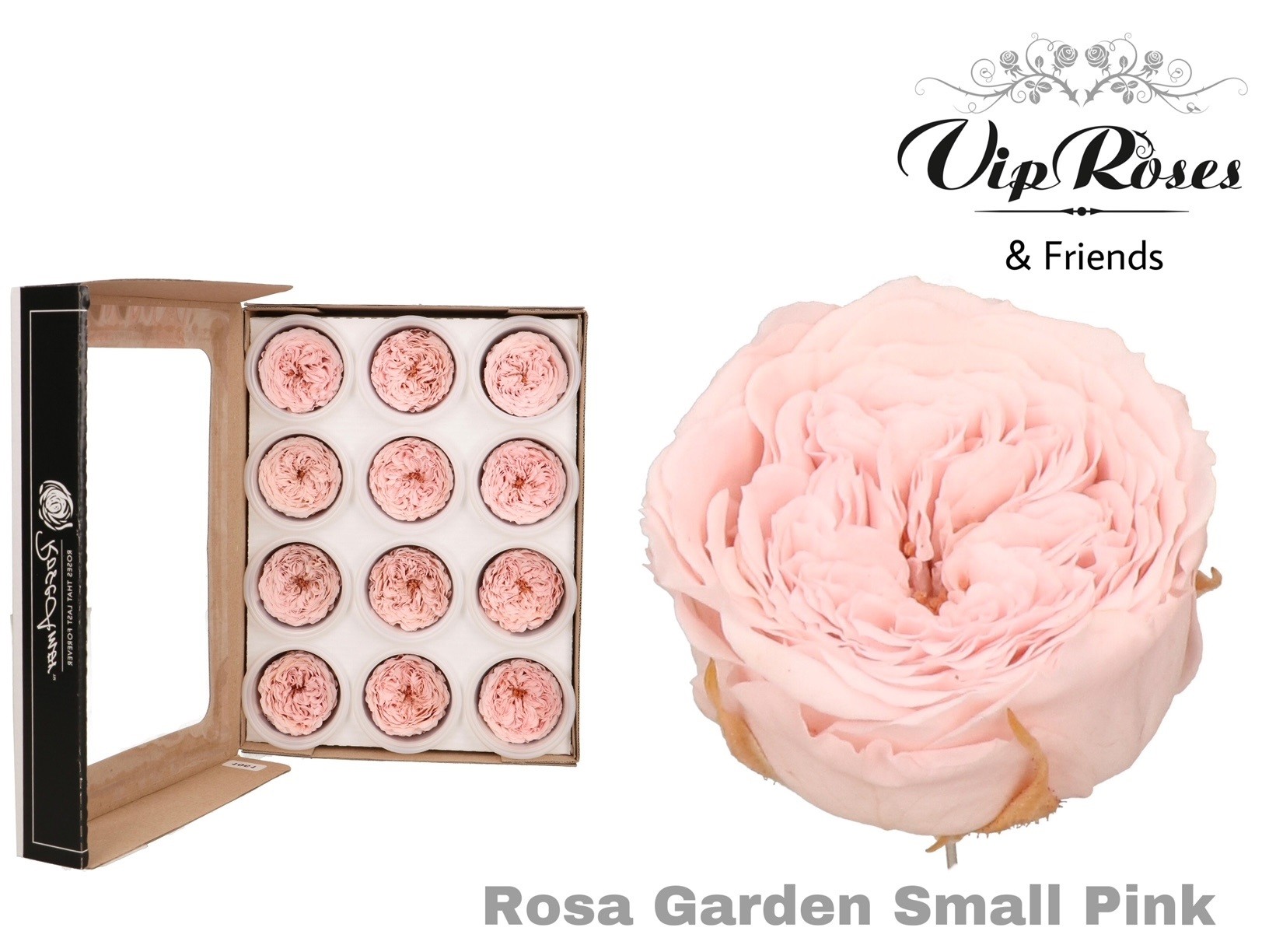 R Preserved Garden Small Pink 5 cm