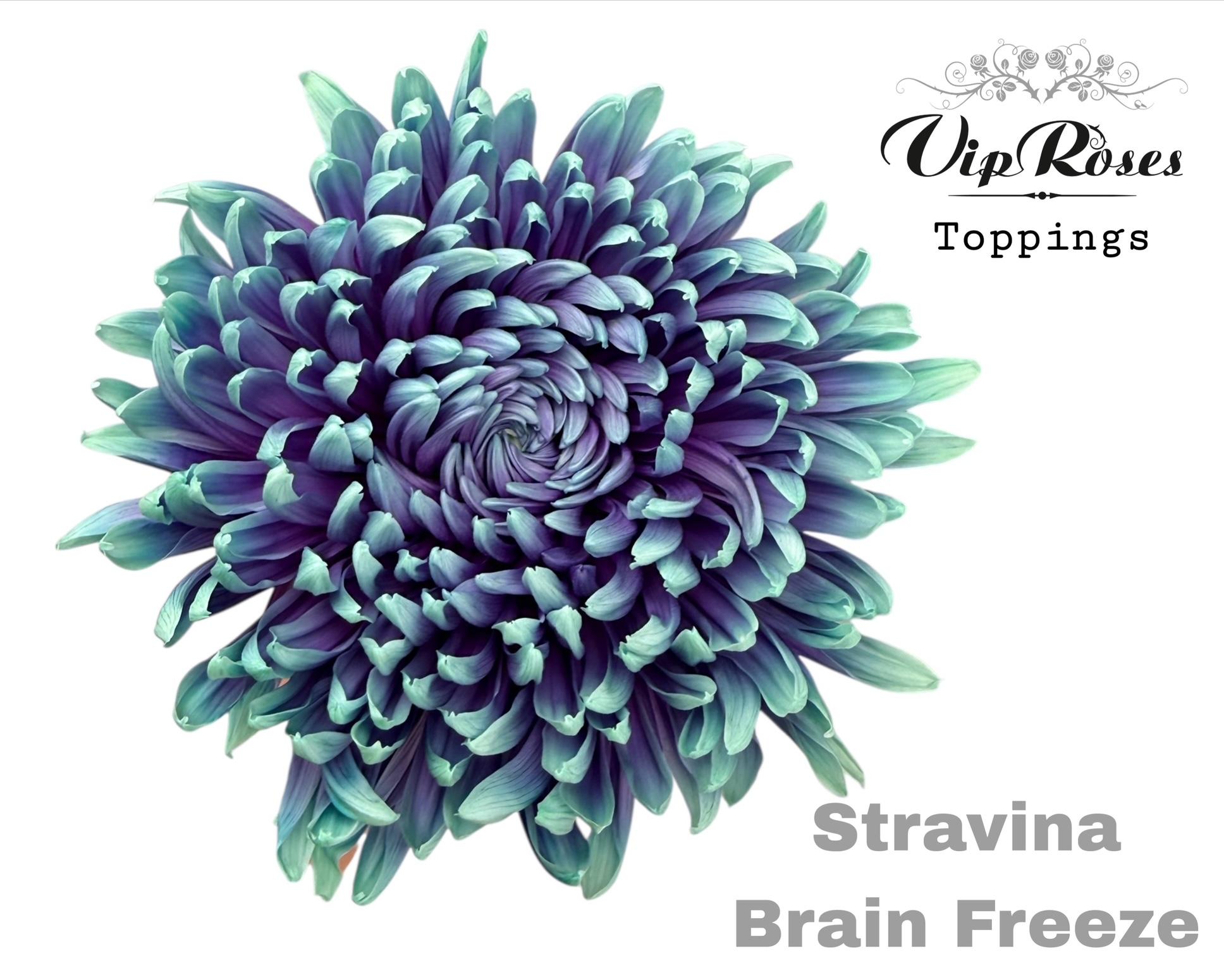 Chr G Stravina Brain Freeze 65 cm