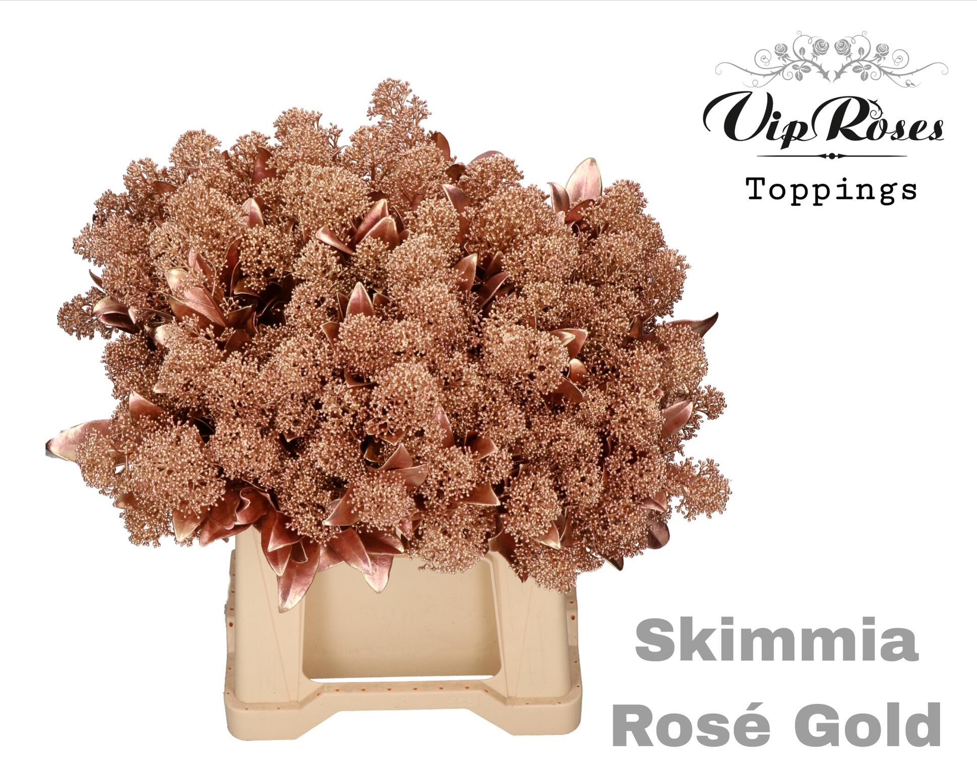 Skimmia Rosé Gold