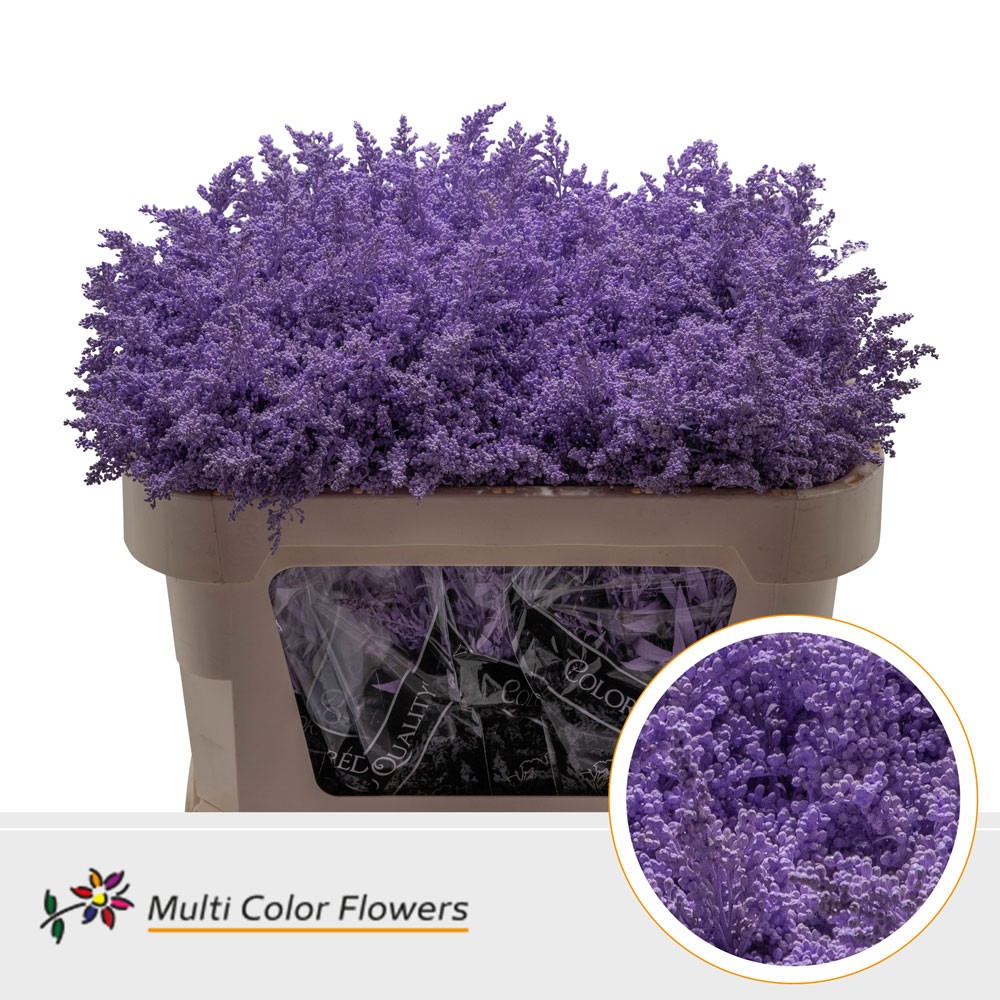 Solidago Painted Milka 70cm
