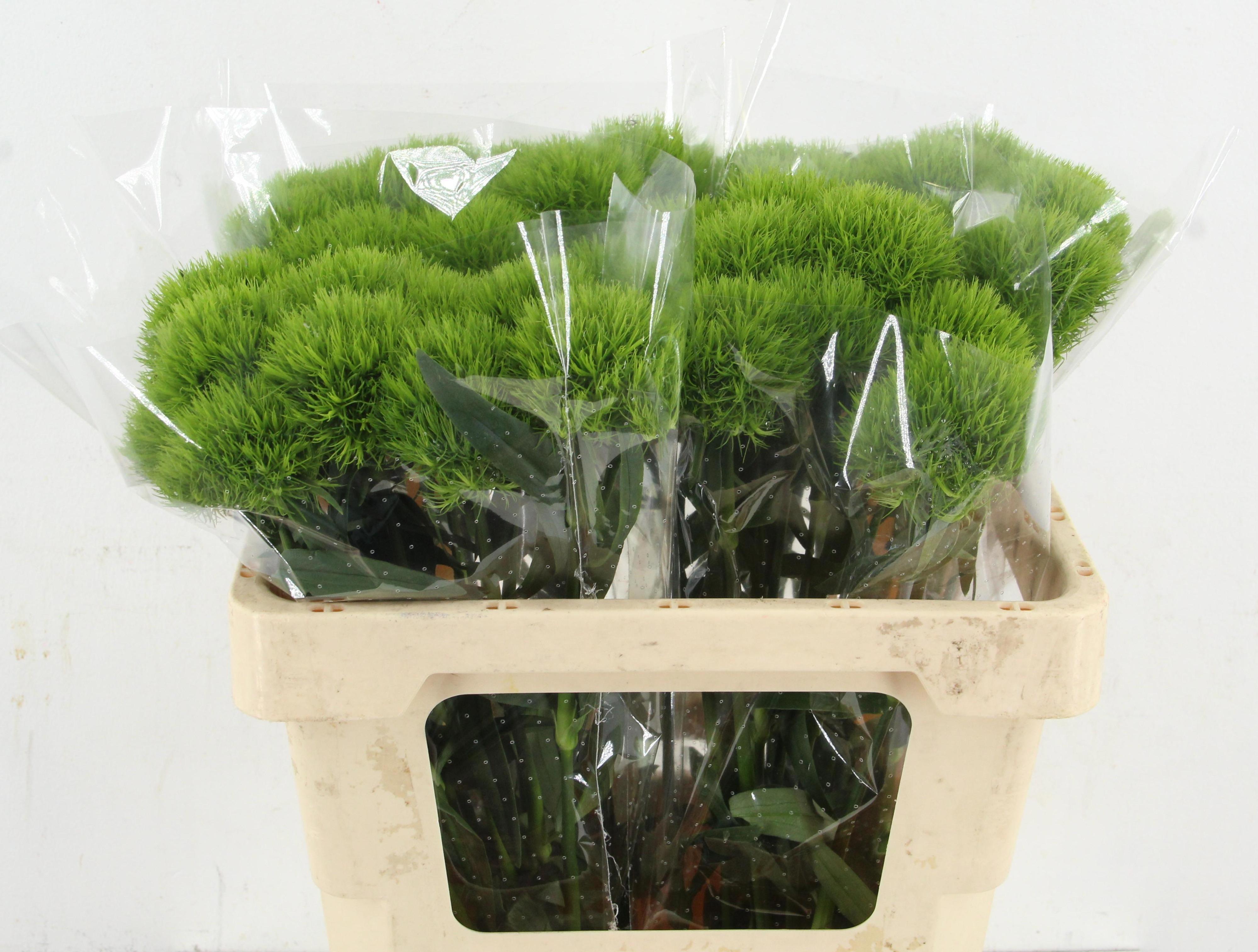 Dianthus Barb Kiwi Mellow 55cm