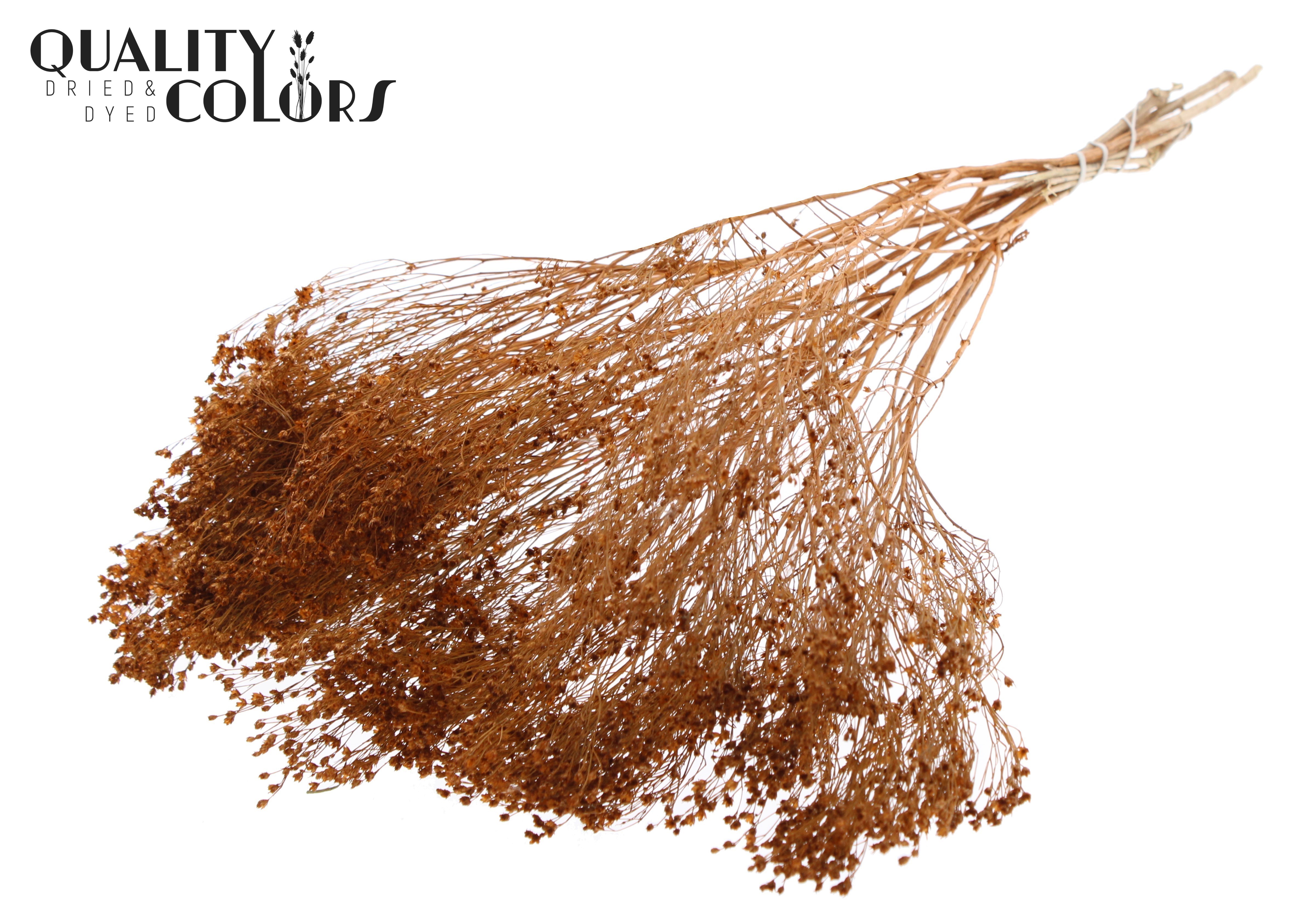 Broom Bloom Terracotta Per Bunch 50cm