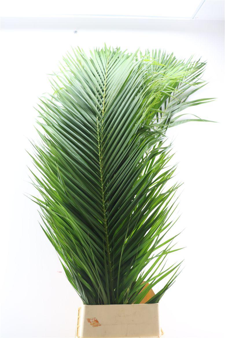 Cane Palm Extra
