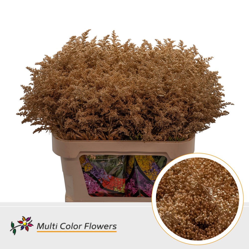 Solidago Antique