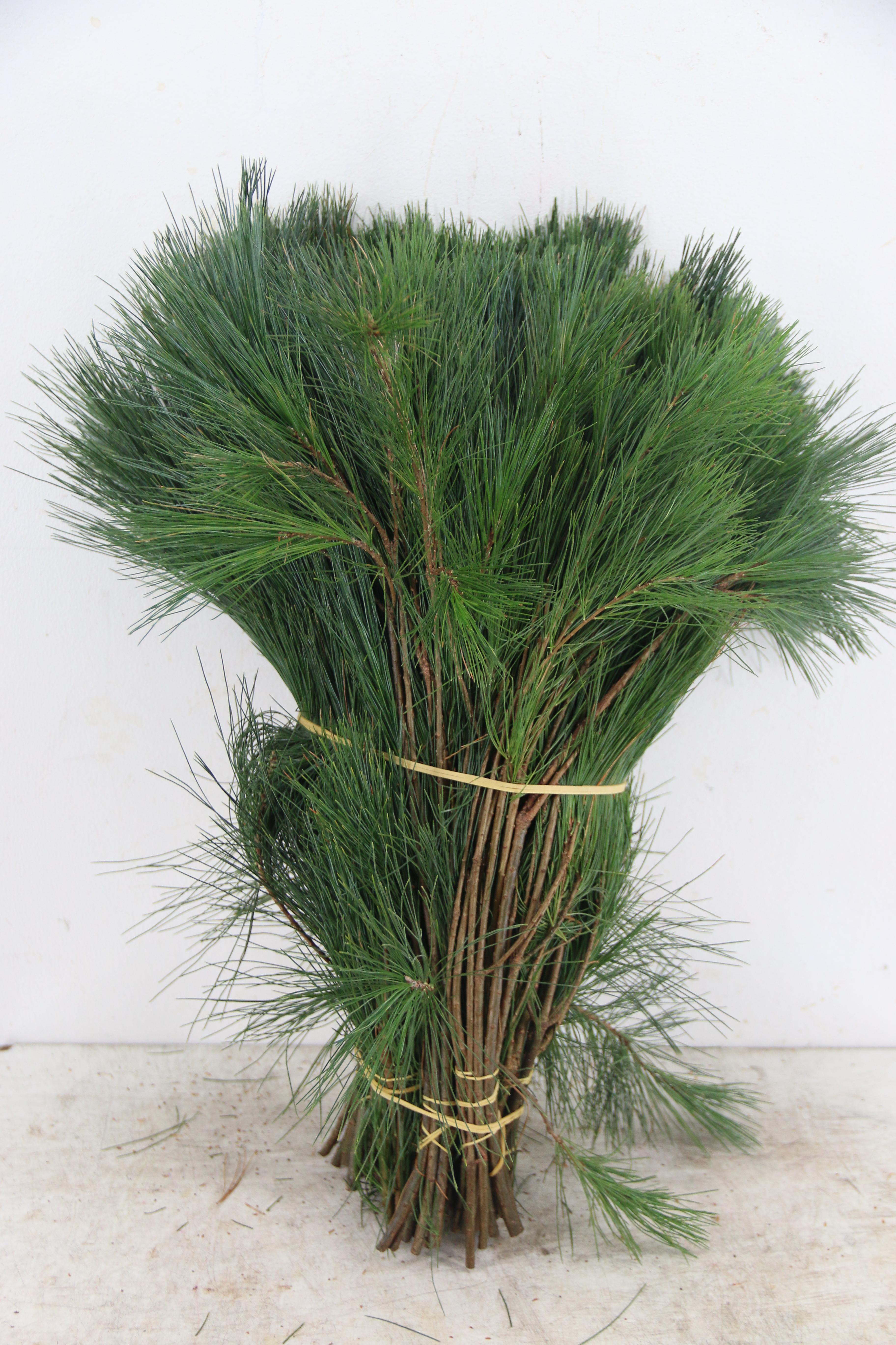 Pinus Strobus 50cm