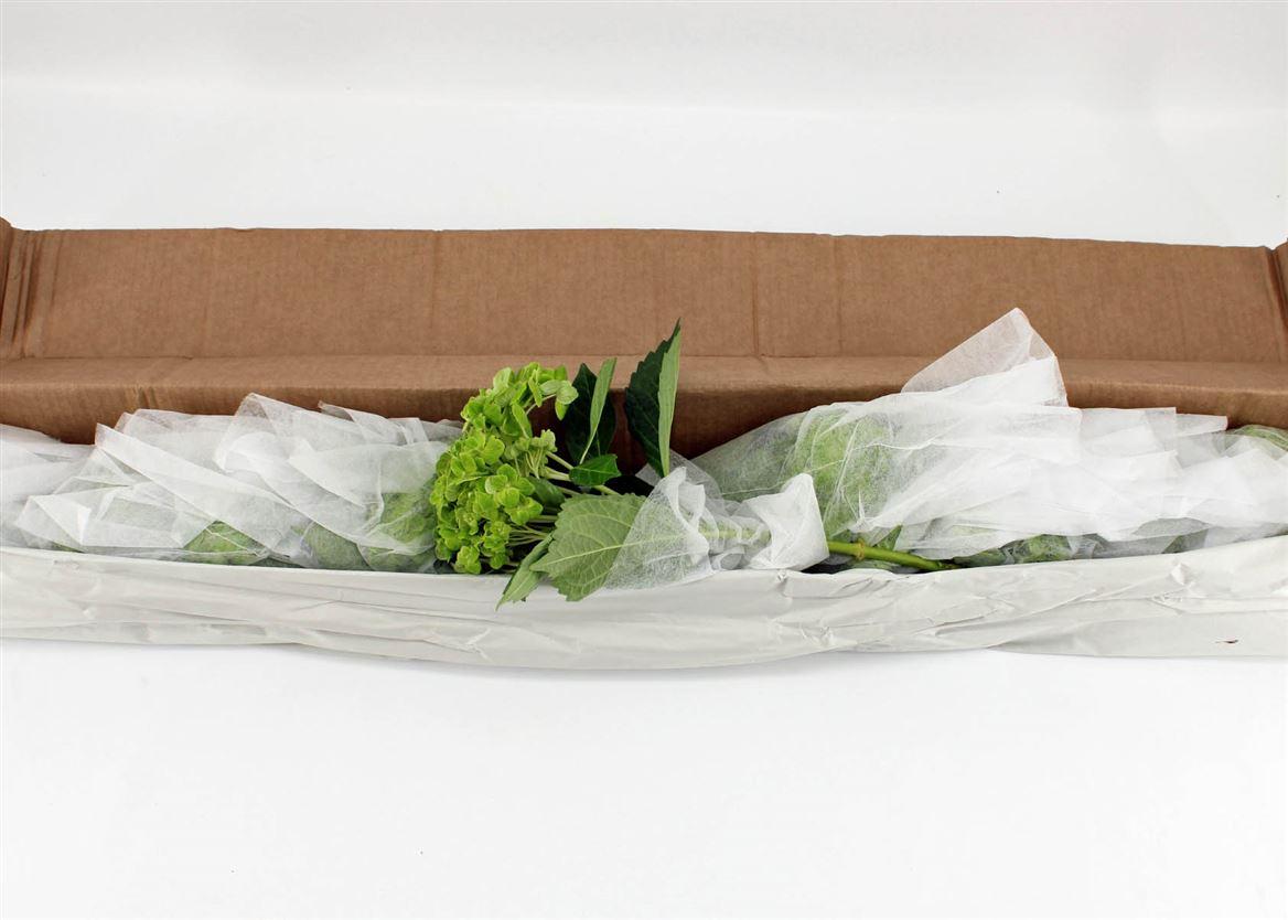 Hydr M Clover In Box X12