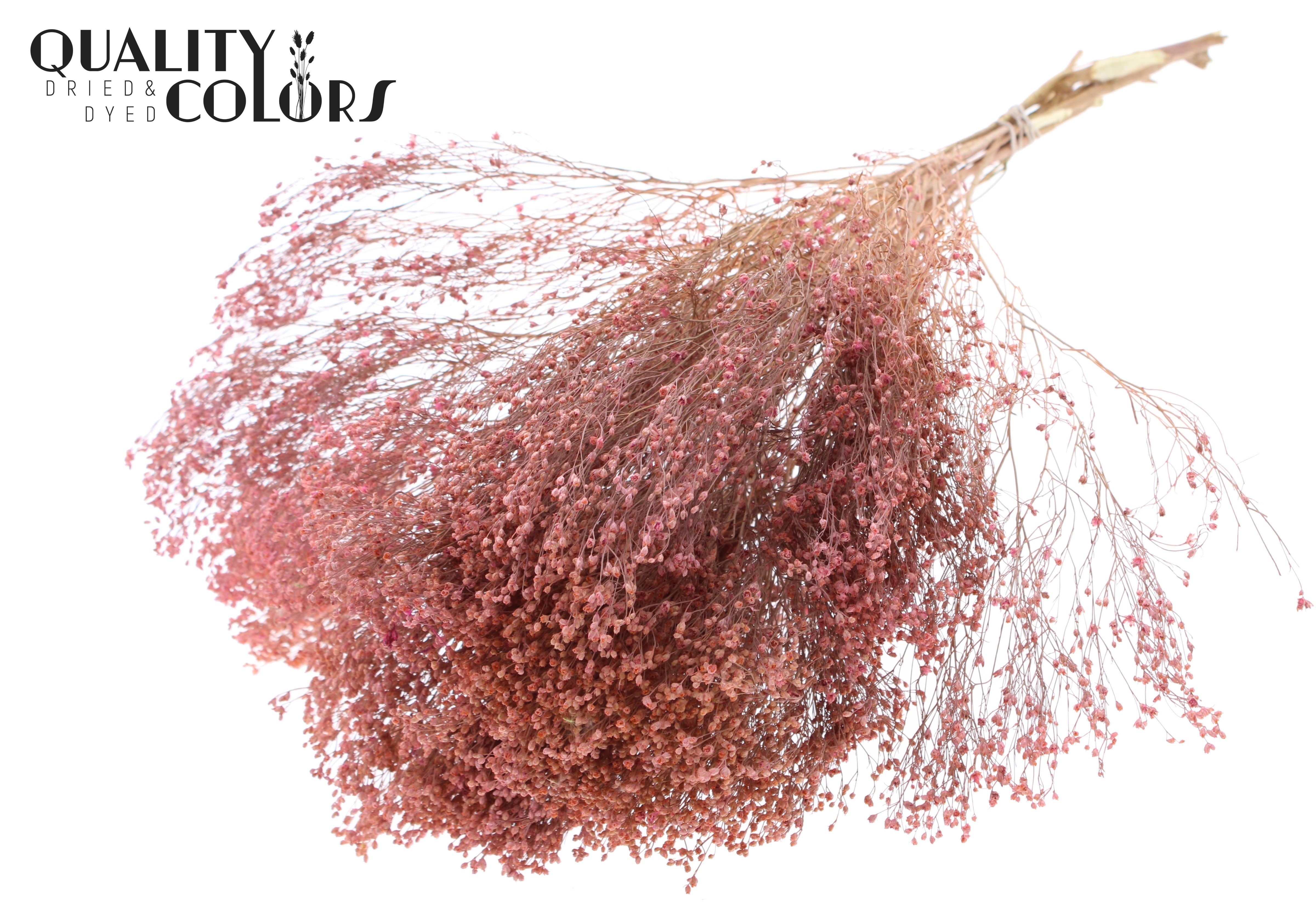Broom Bloom Frosted Pink Per Bunch 50cm