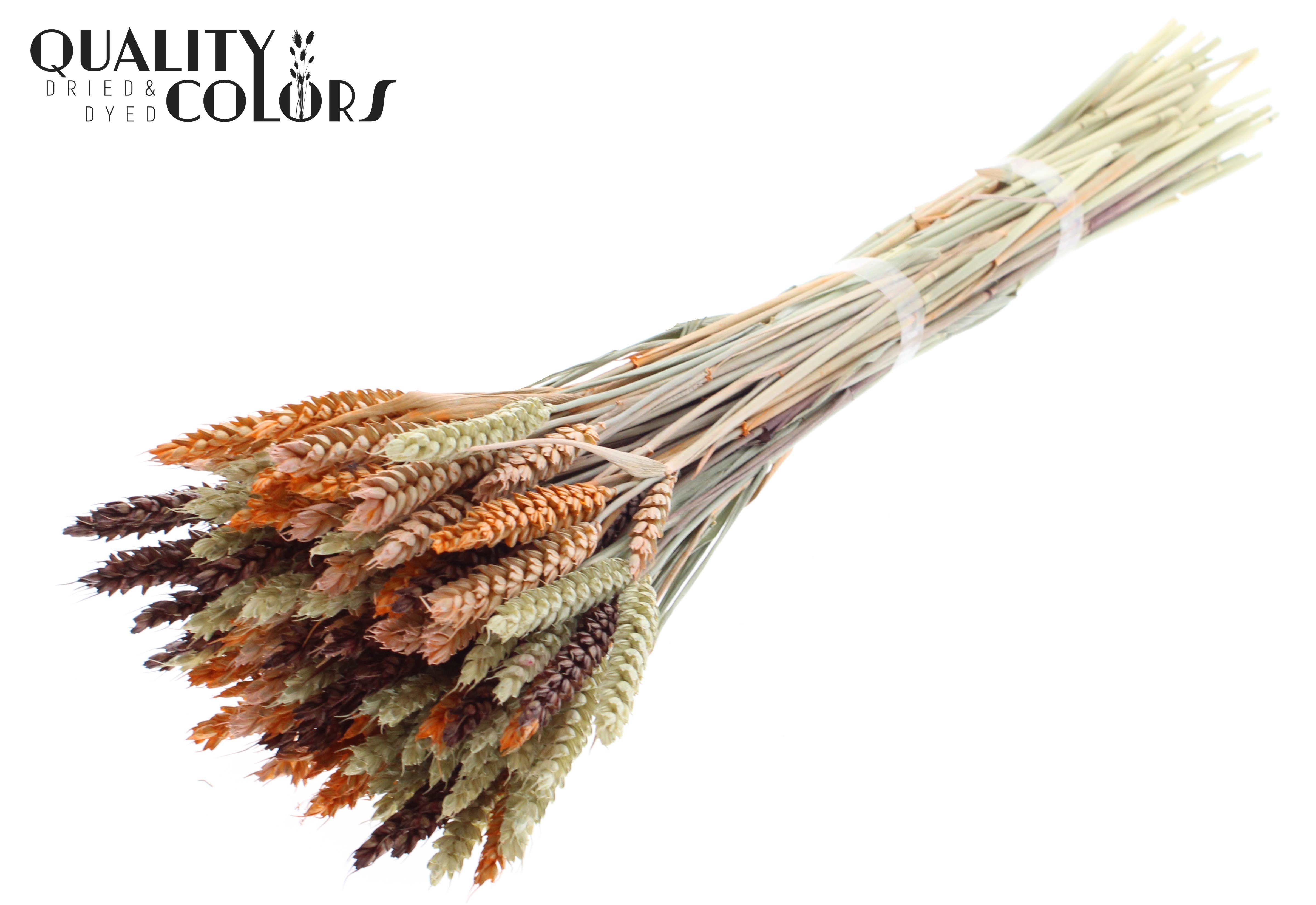 Triticum Colourful 3 Per Bunch 60cm