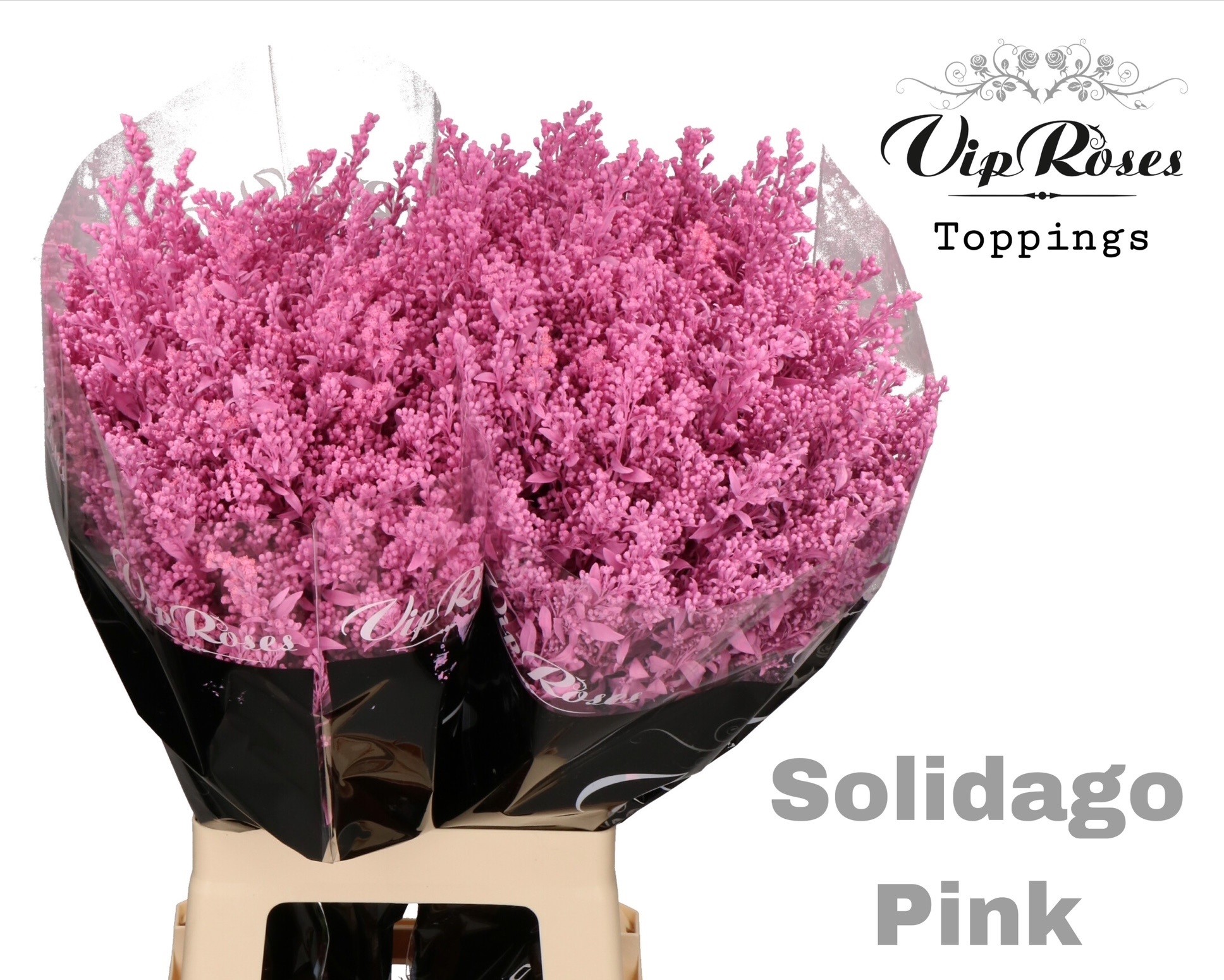 Solidago Pink 70 cm