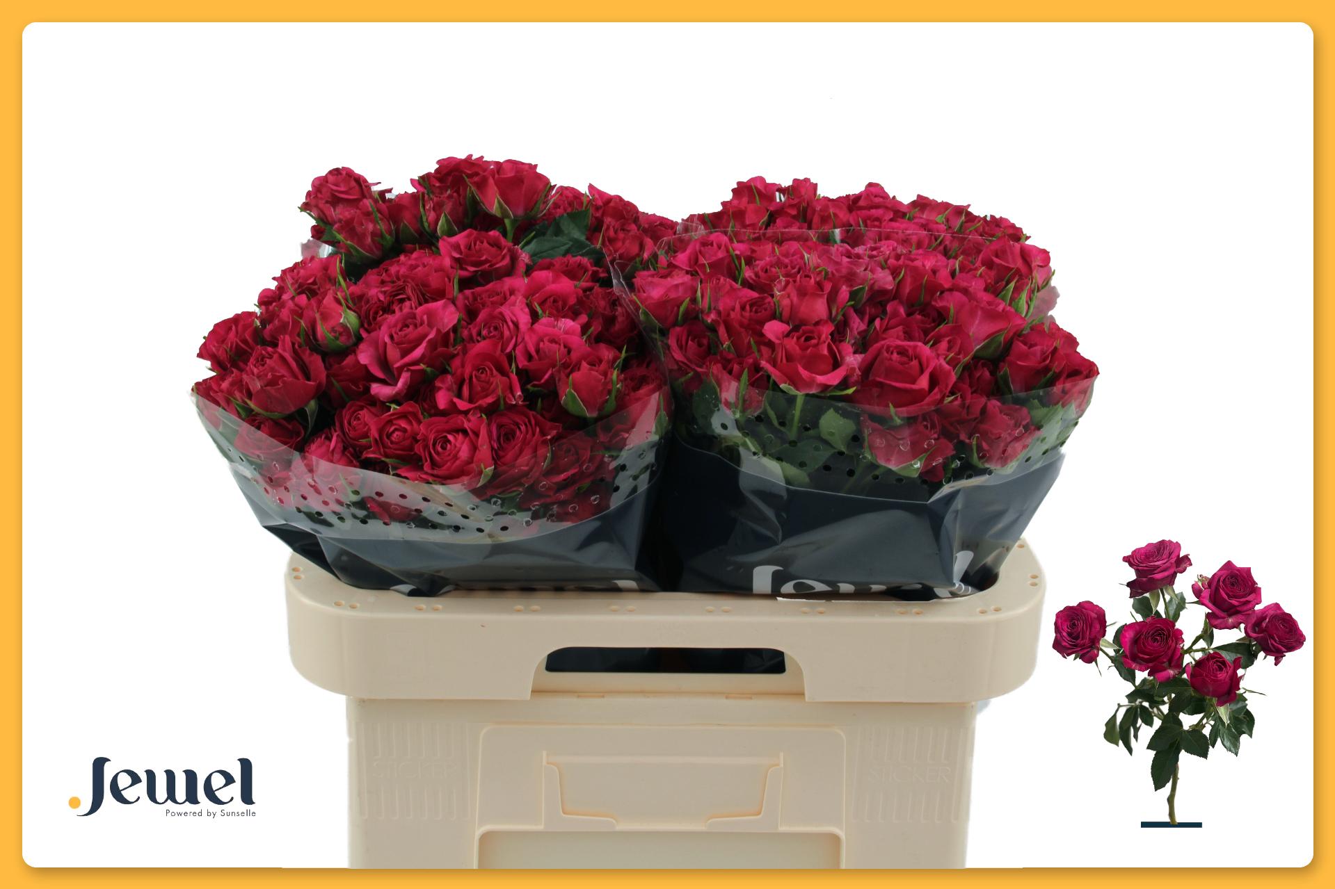 Rosa Spr Cheyenne 60cm