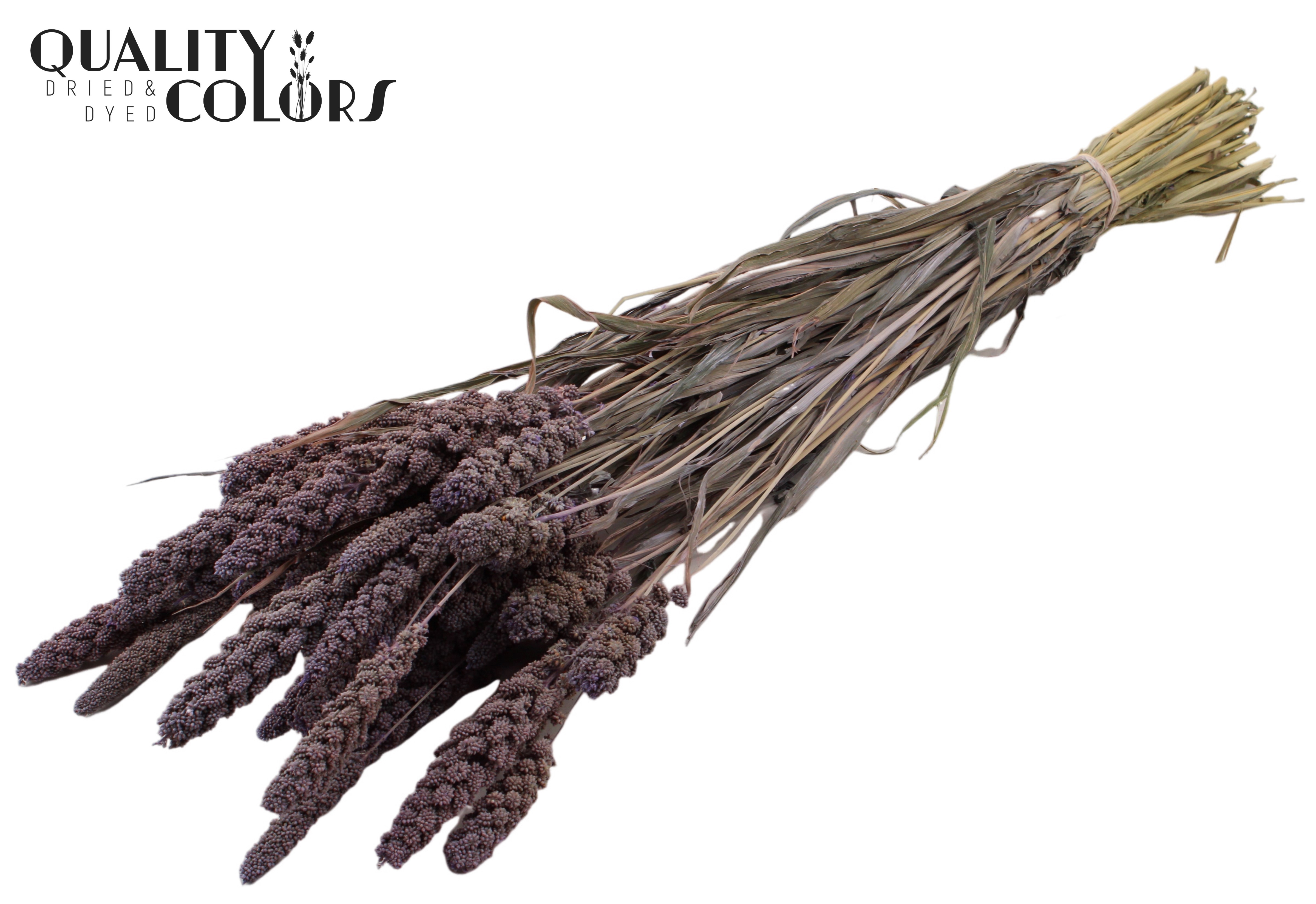 Panicum Frosted Milka Per Bunch 70cm