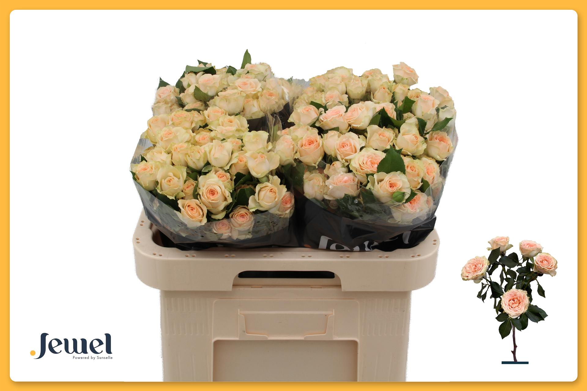Rosa Spr Sancerre 60cm