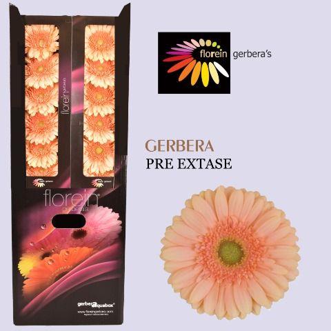 Ge Gr Pre - Extase Aquabox 80