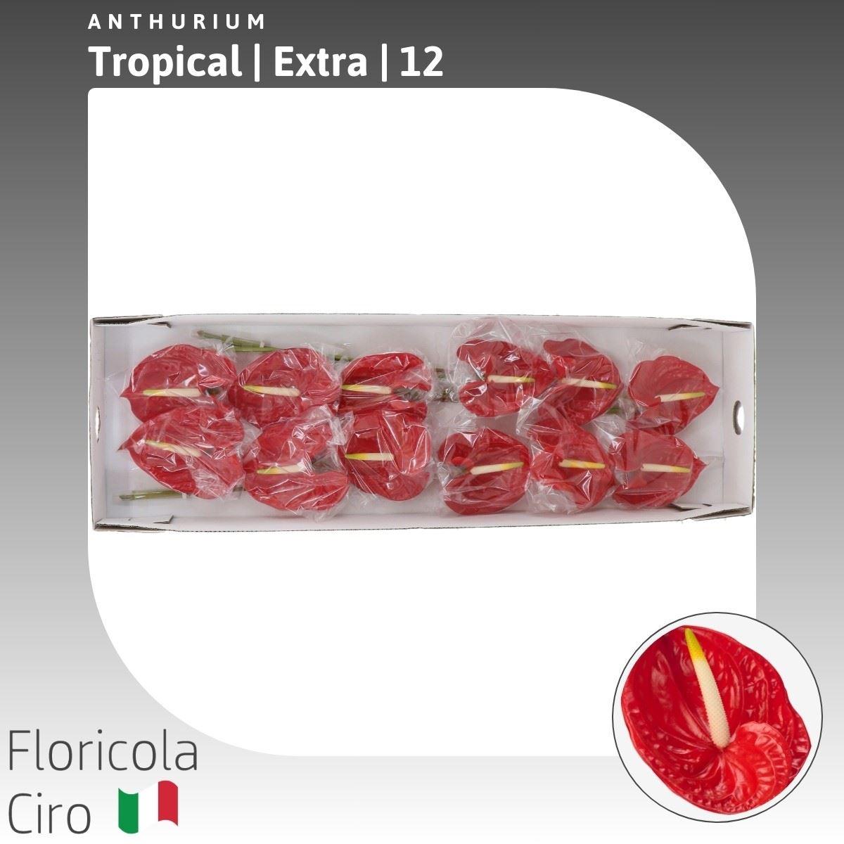 Anthurium Xavia