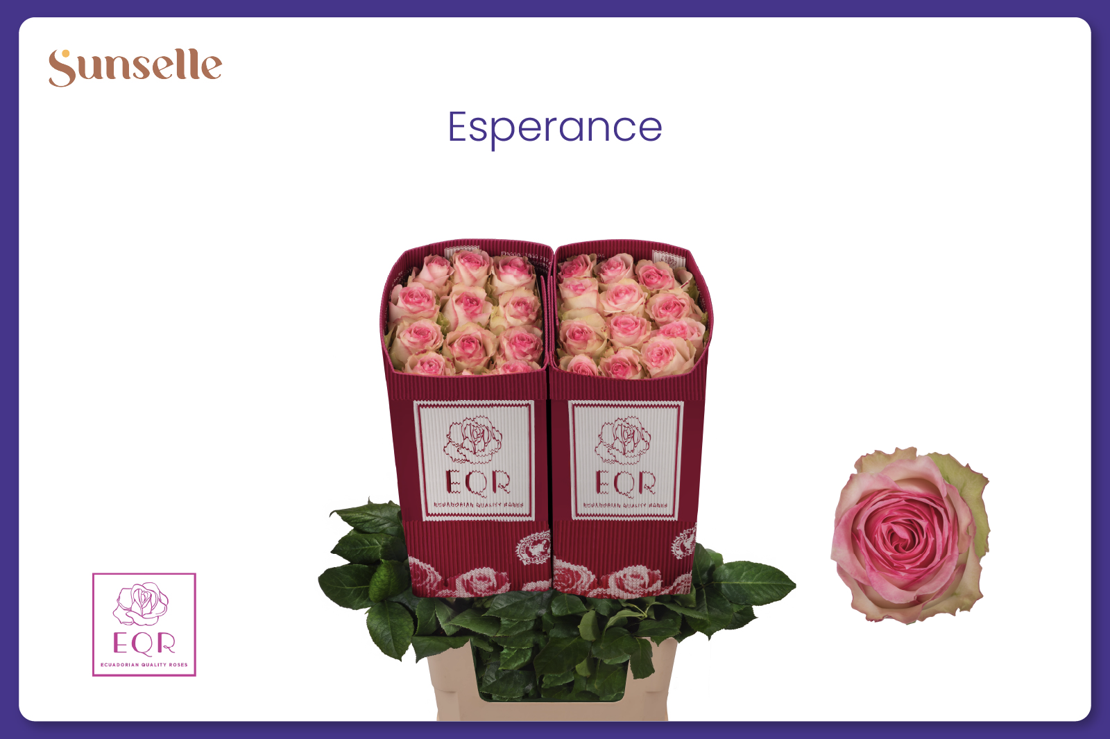Rosa Esperance 60cm