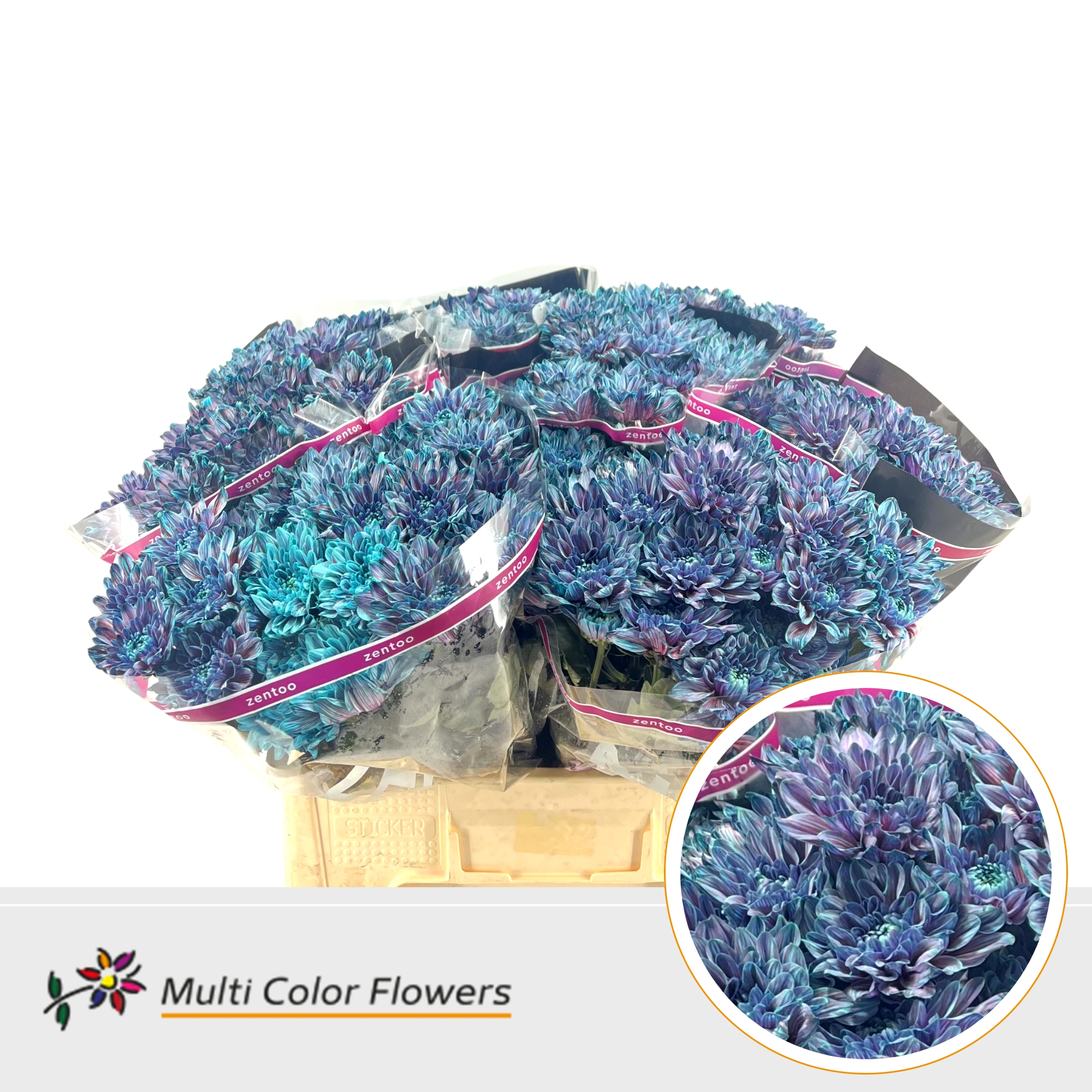 Chrysanth Spray Painted Baltica Terra Blue 60cm