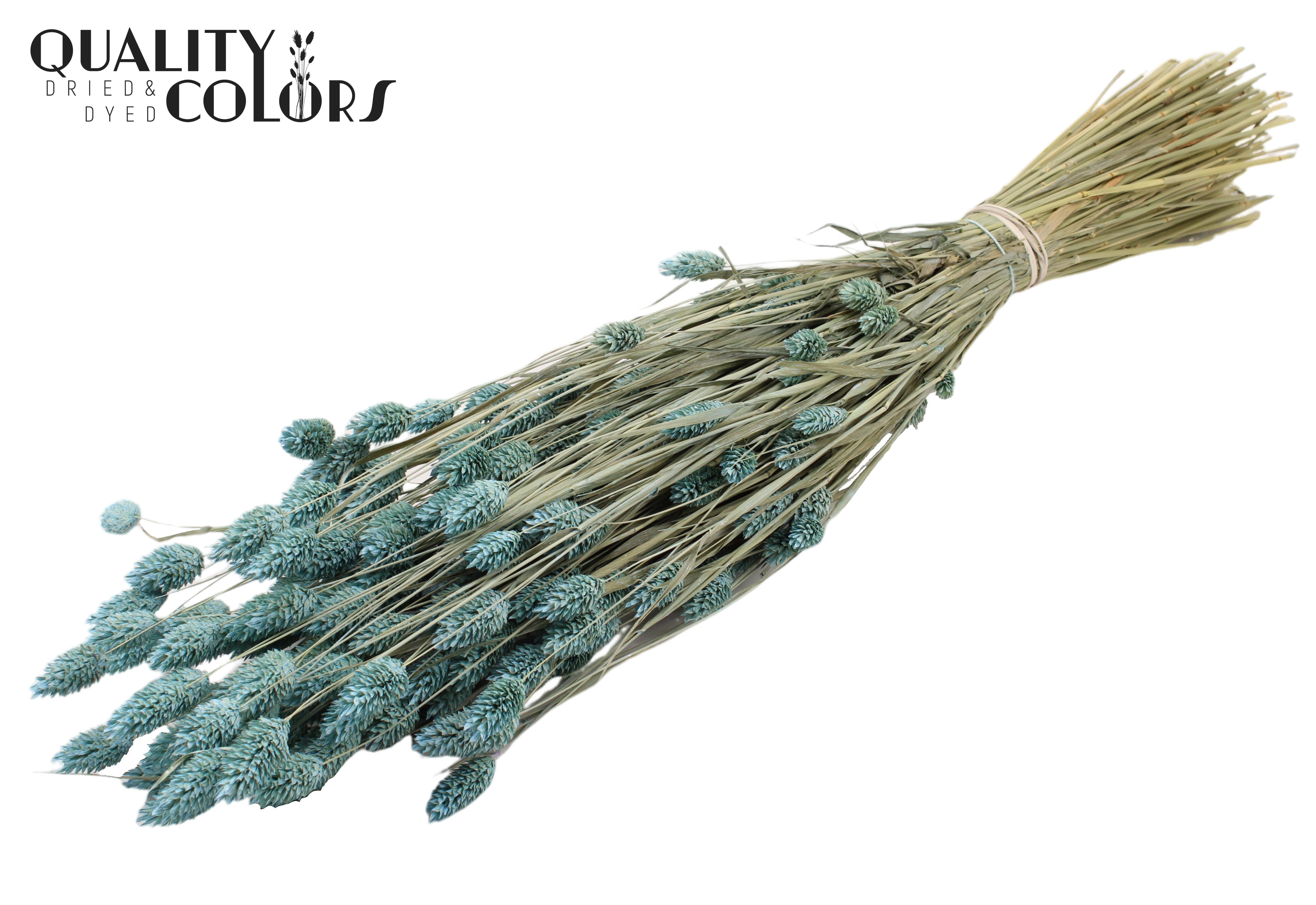 Phalaris Frosted Light Blue Per Bunch 60cm 220gr.