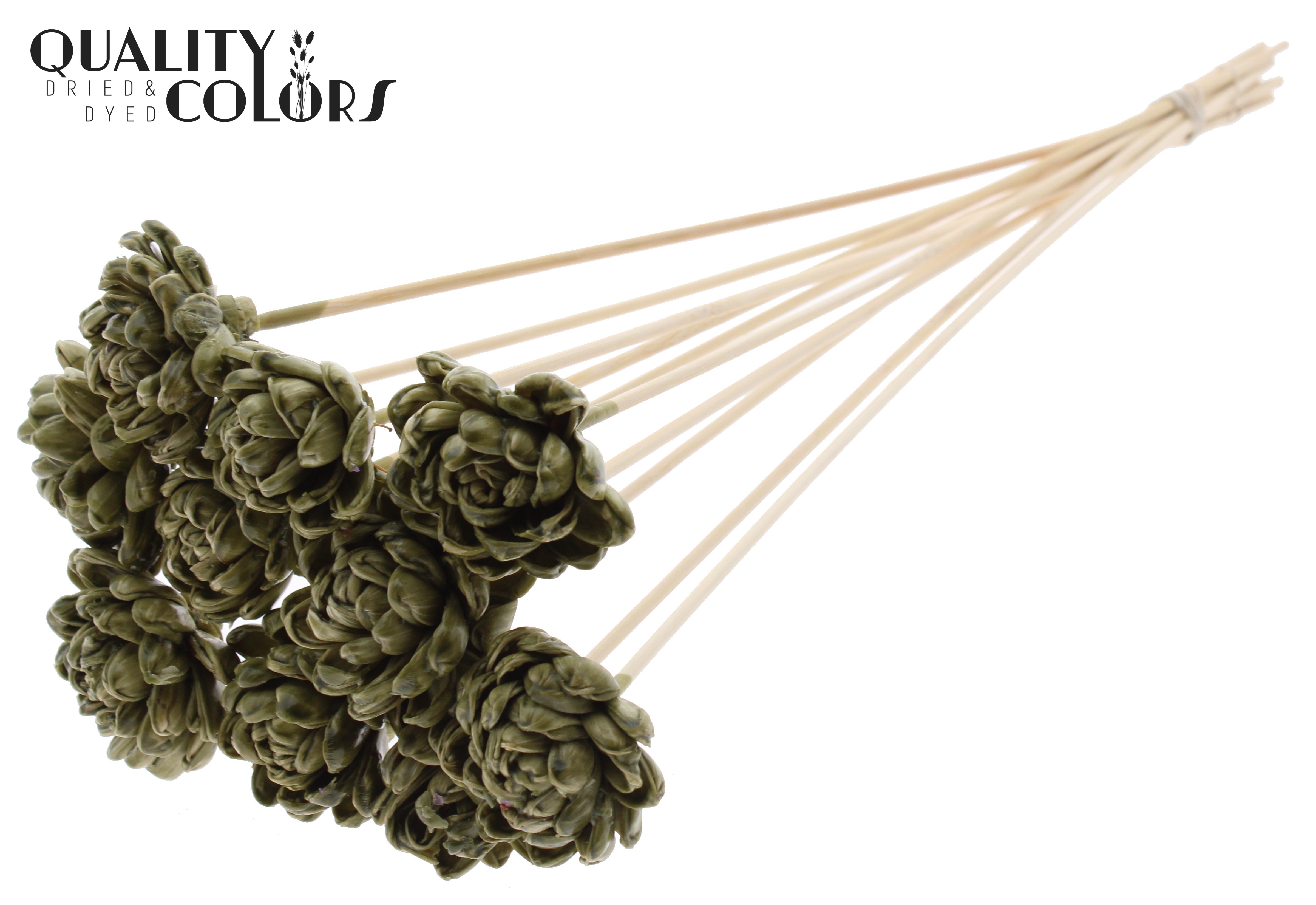 Shola New Beauty Rose Wax Olive 50cm
