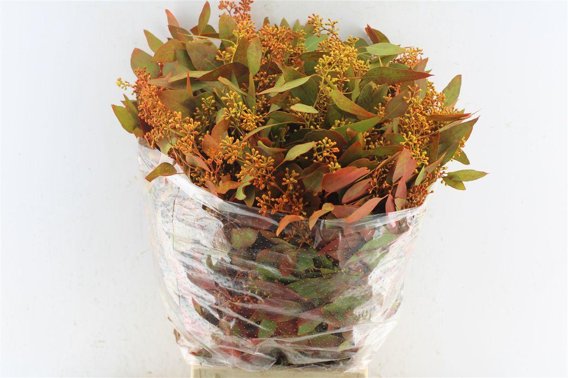 Euca Populus Berry Deluxe 300 Gram