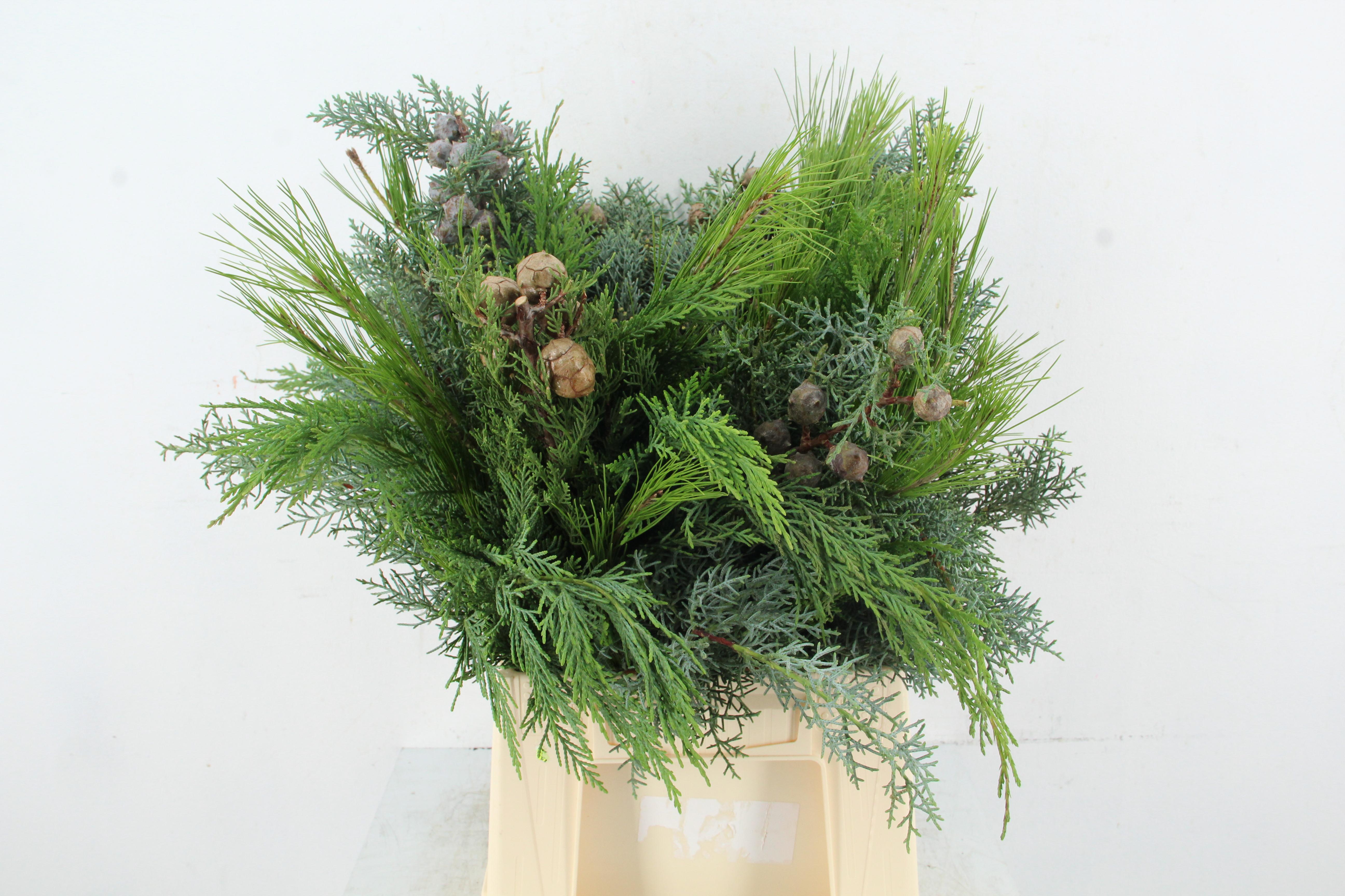 Coniferen Green 60cm